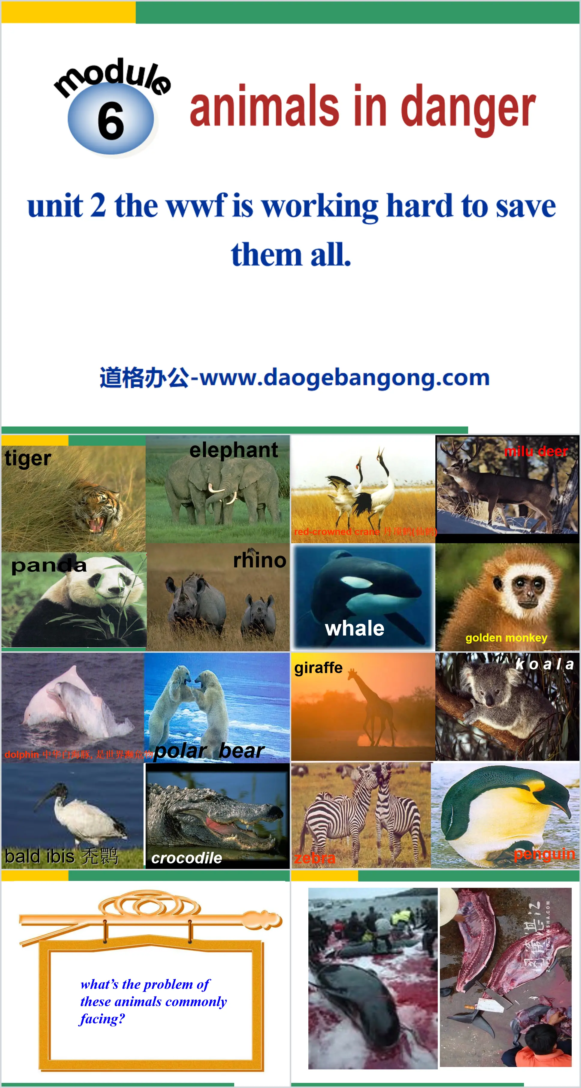 《The WWF is working hard to save them all》Animals in danger PPT课件
