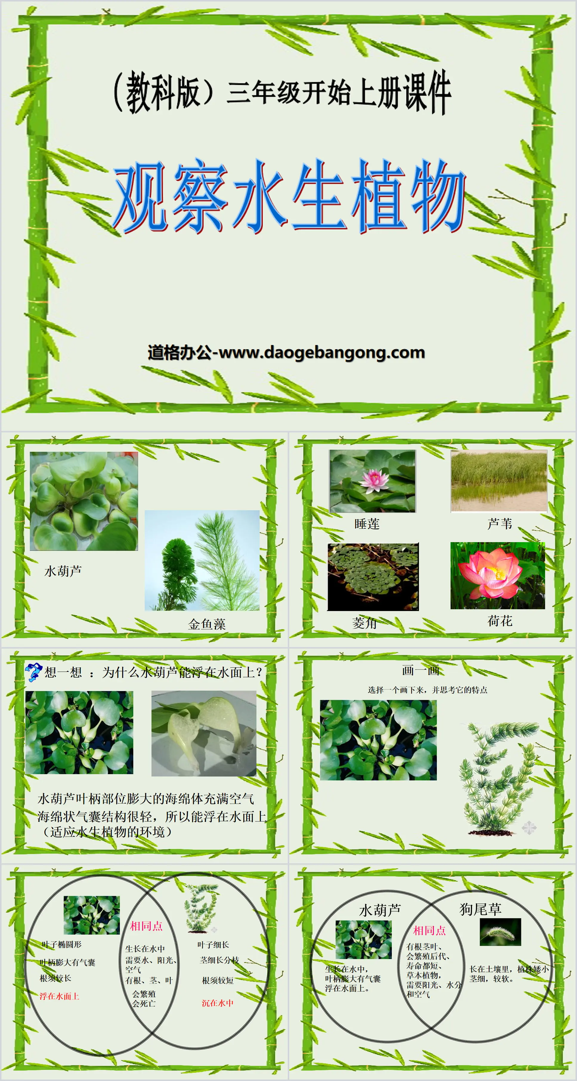 《水生植物》植物PPT课件2
