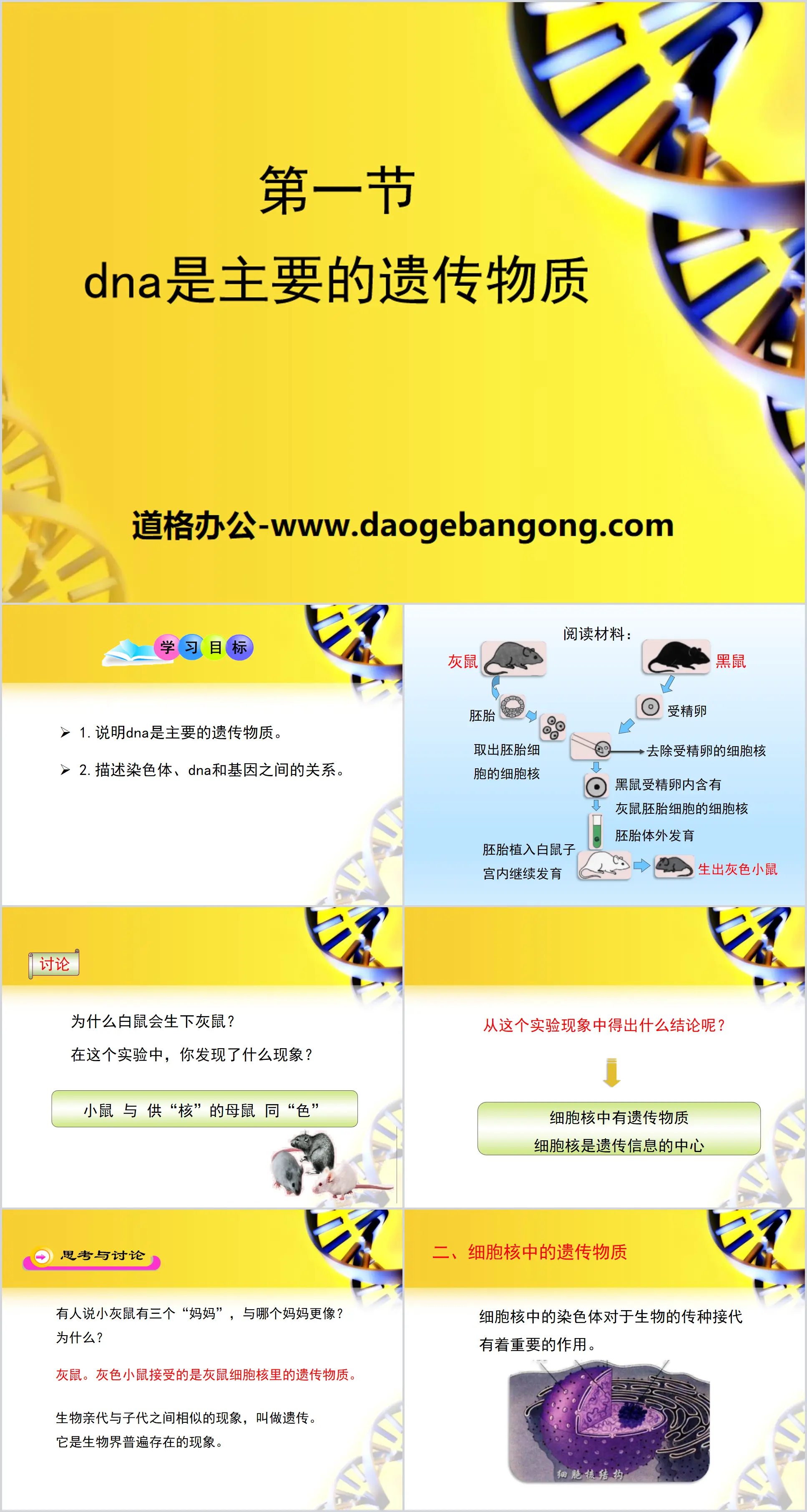 《DNA是主要的遗传物质》PPT
