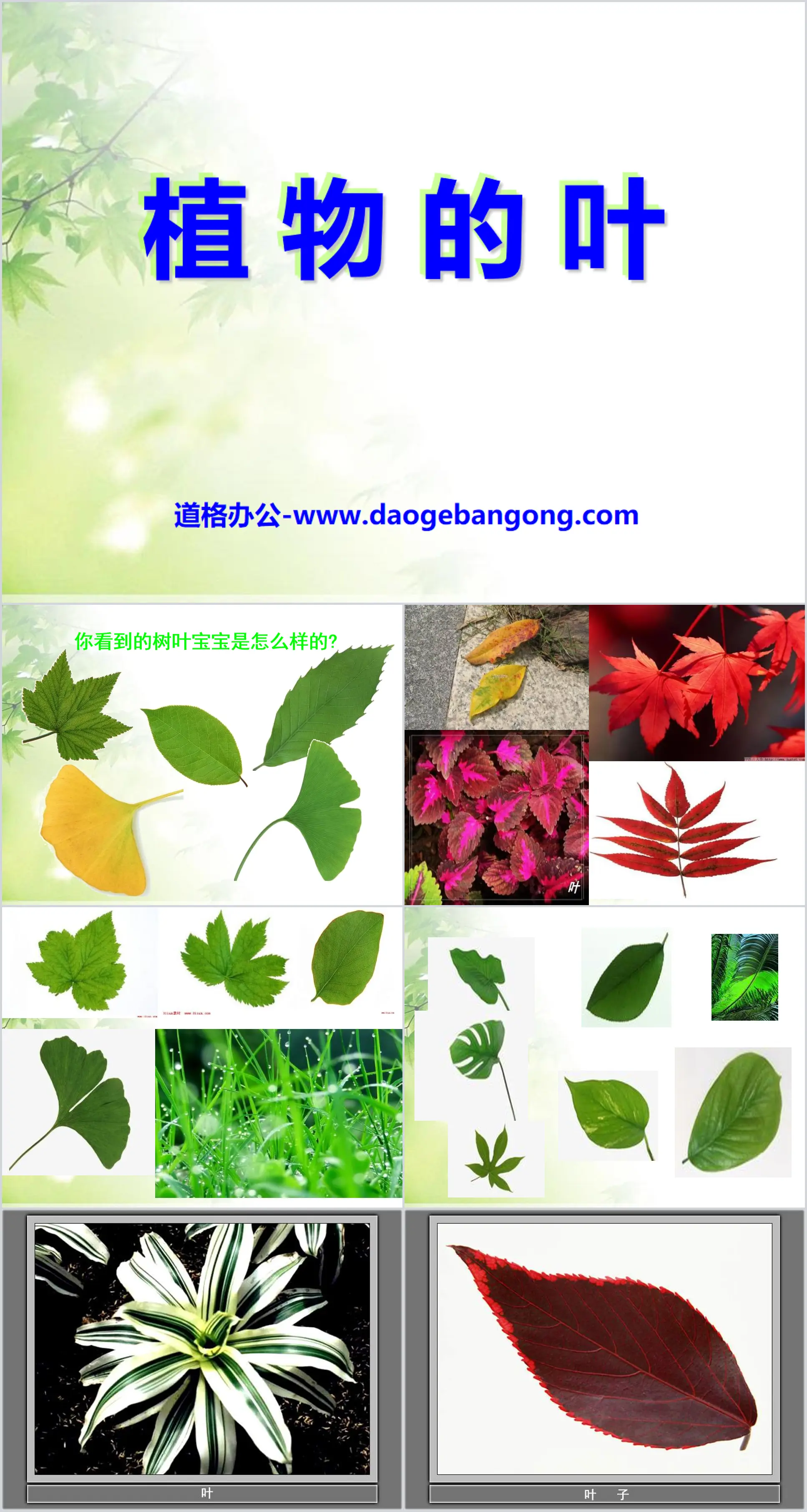 "Leaves of Plants" Plant PPT Courseware 3