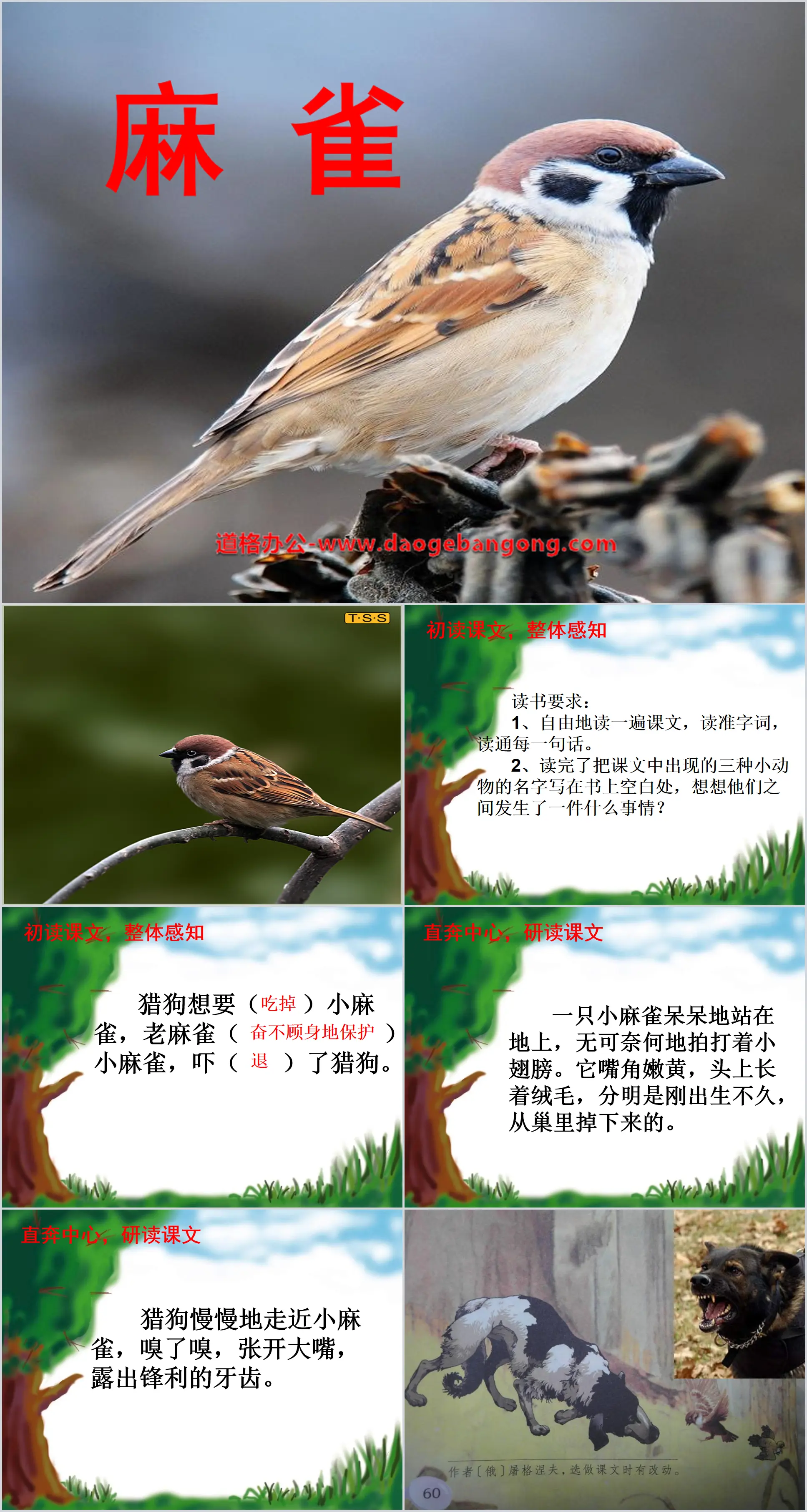 "Sparrow" PPT courseware