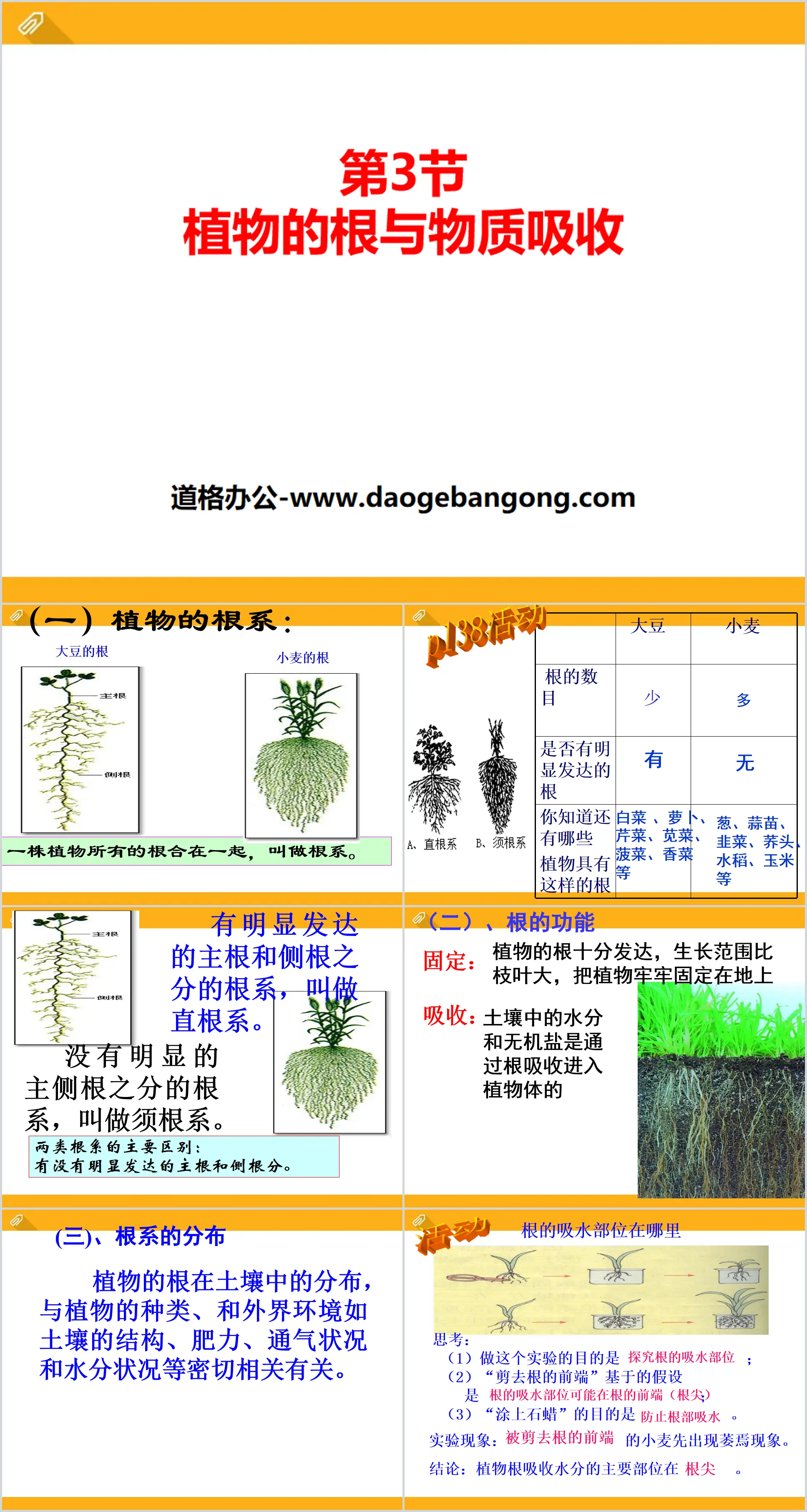 《植物的根与物质吸收》PPT
