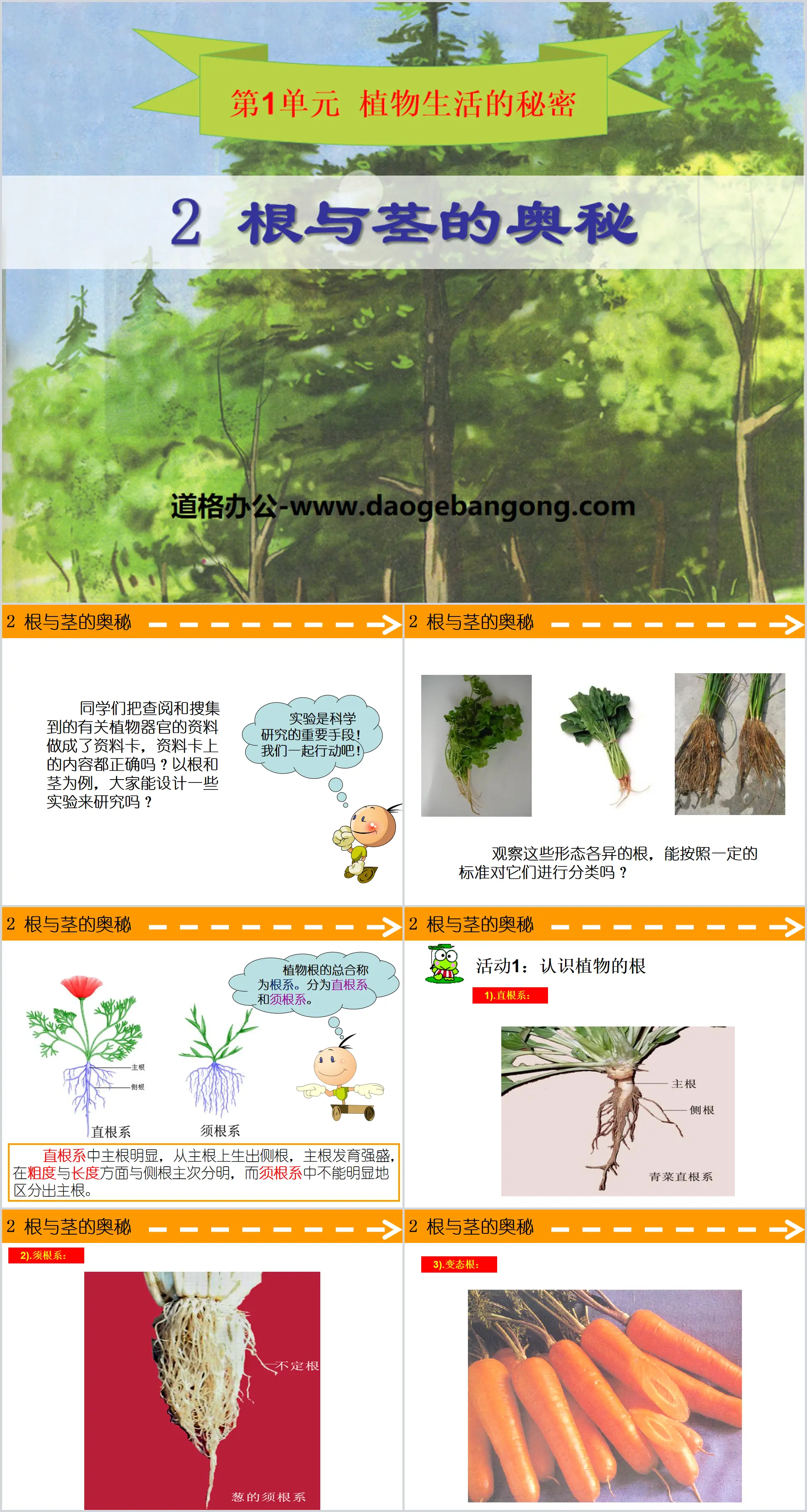 《根與徑的奧秘》植物生活的秘密PPT課件