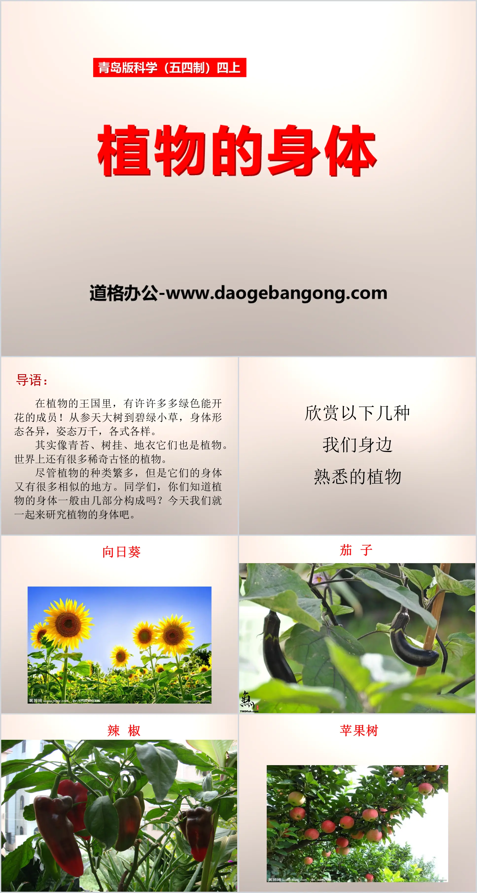 《 植物的身体 》PPT