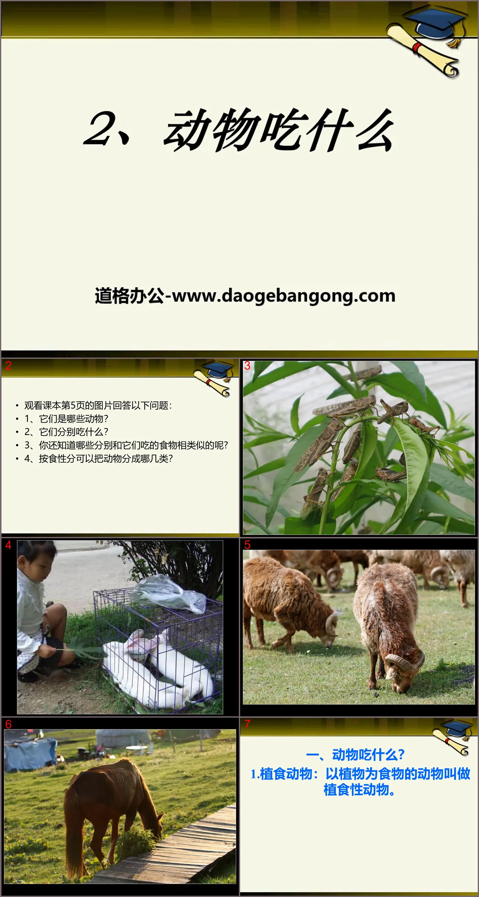 《動物吃什麼》PPT課件2