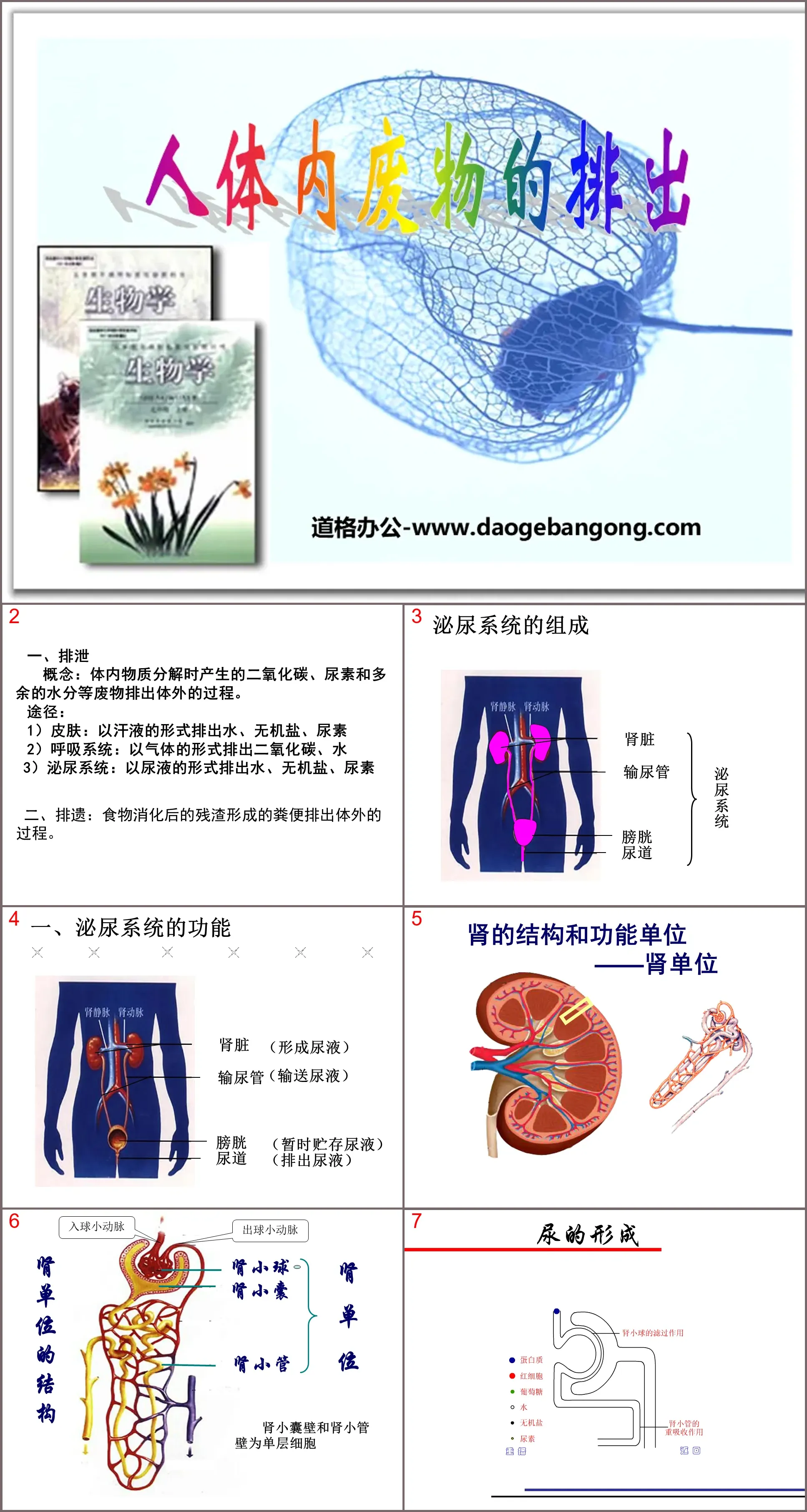 《人体内废物的排出》PPT课件3