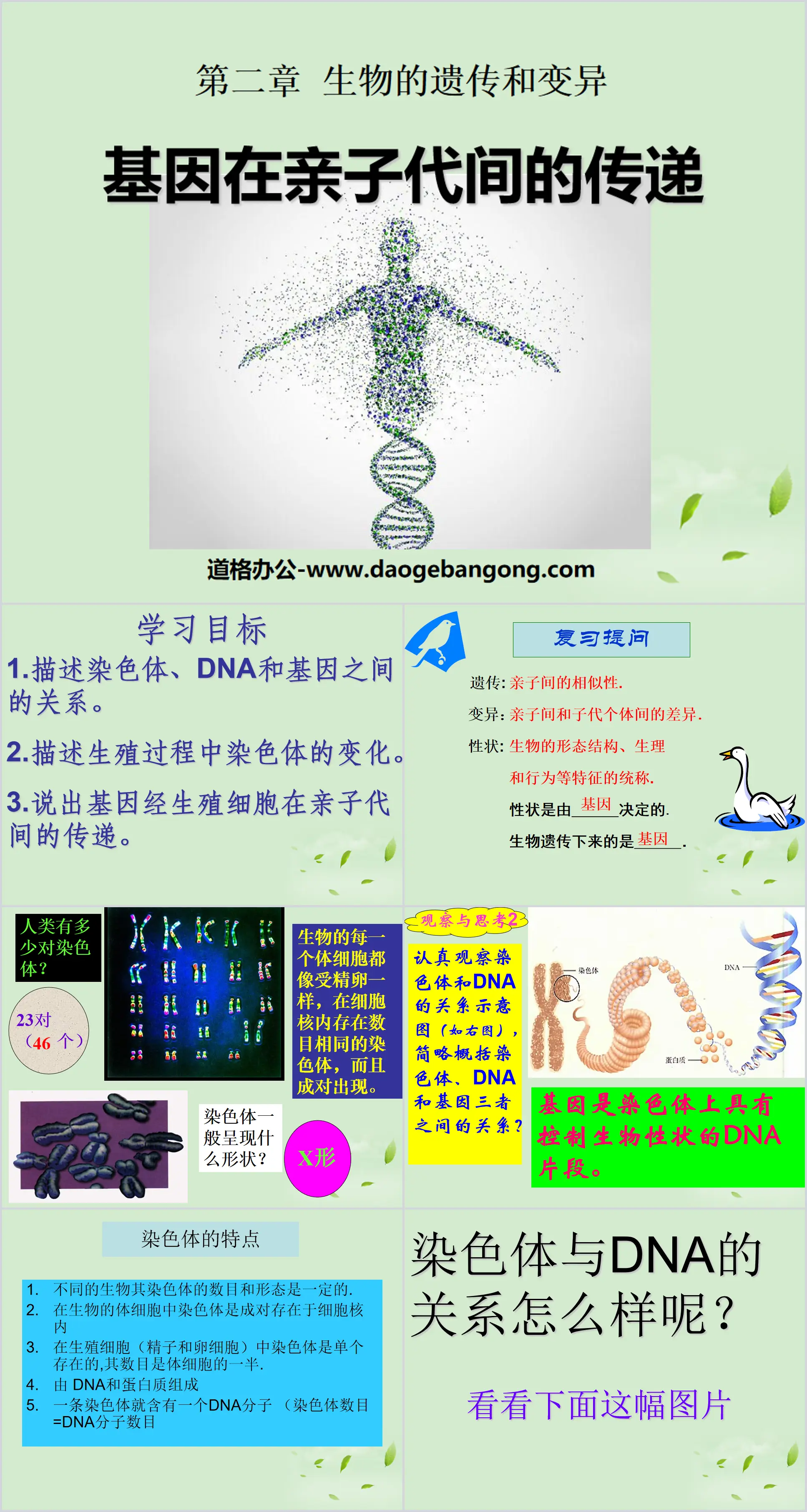 《基因在親子代間的傳遞》生物的遺傳與變異PPT課件4