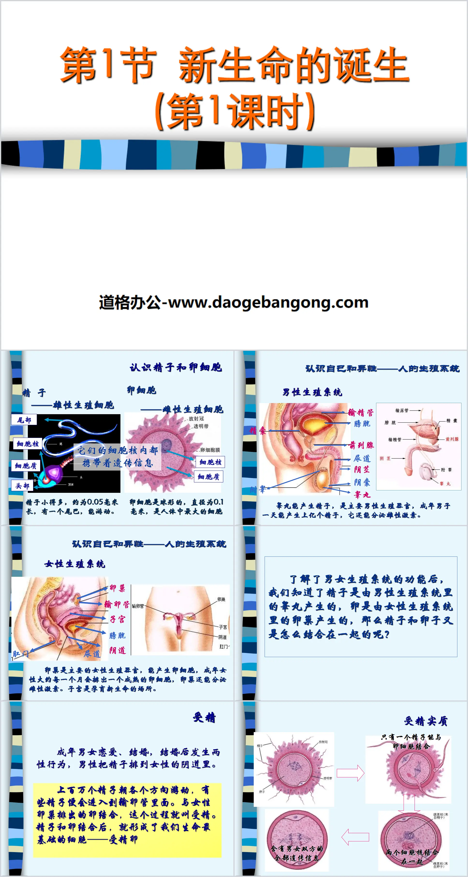 《新生命的誕生》PPT(第一堂課)