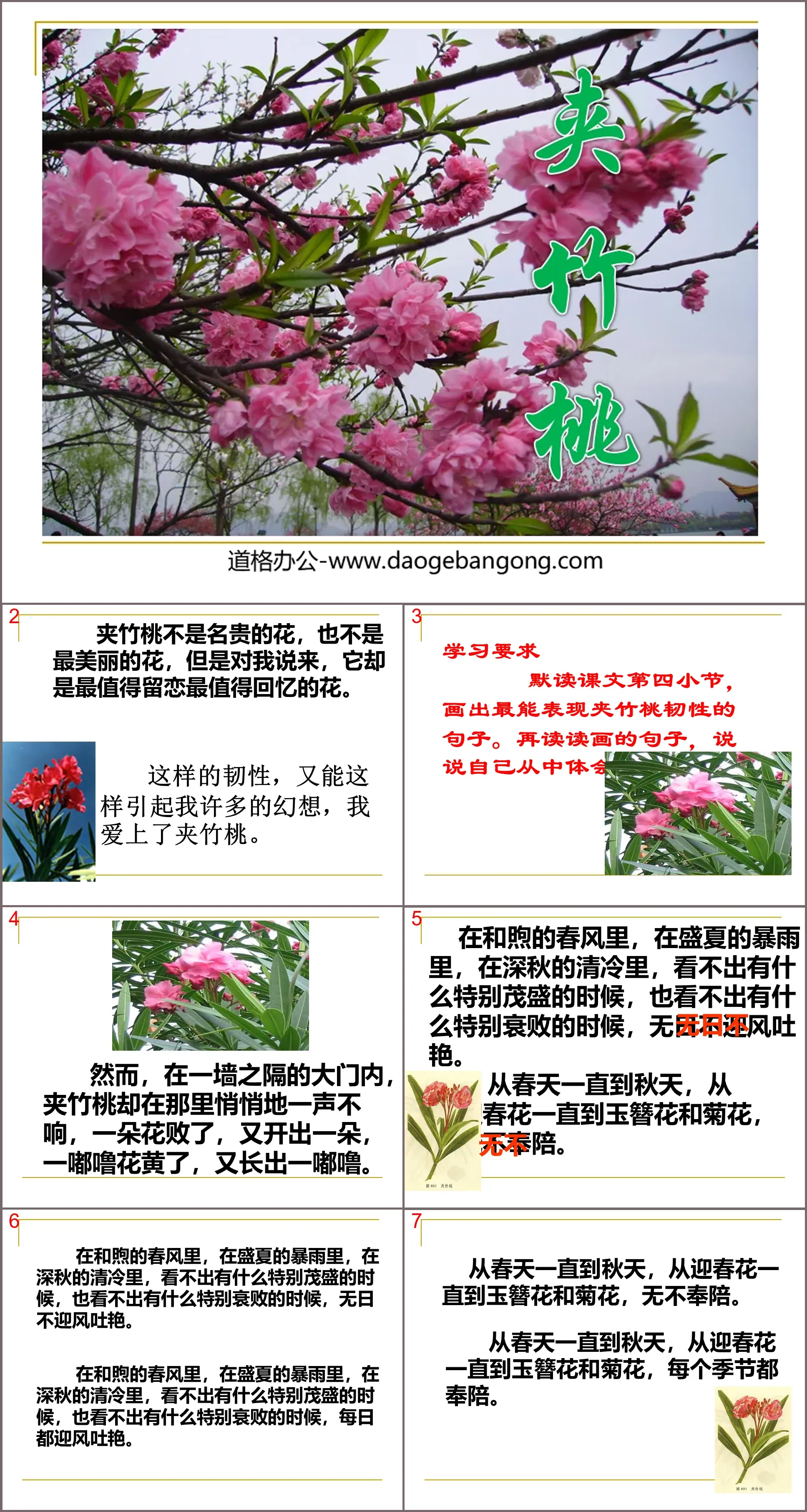 "Oleander" PPT courseware 3