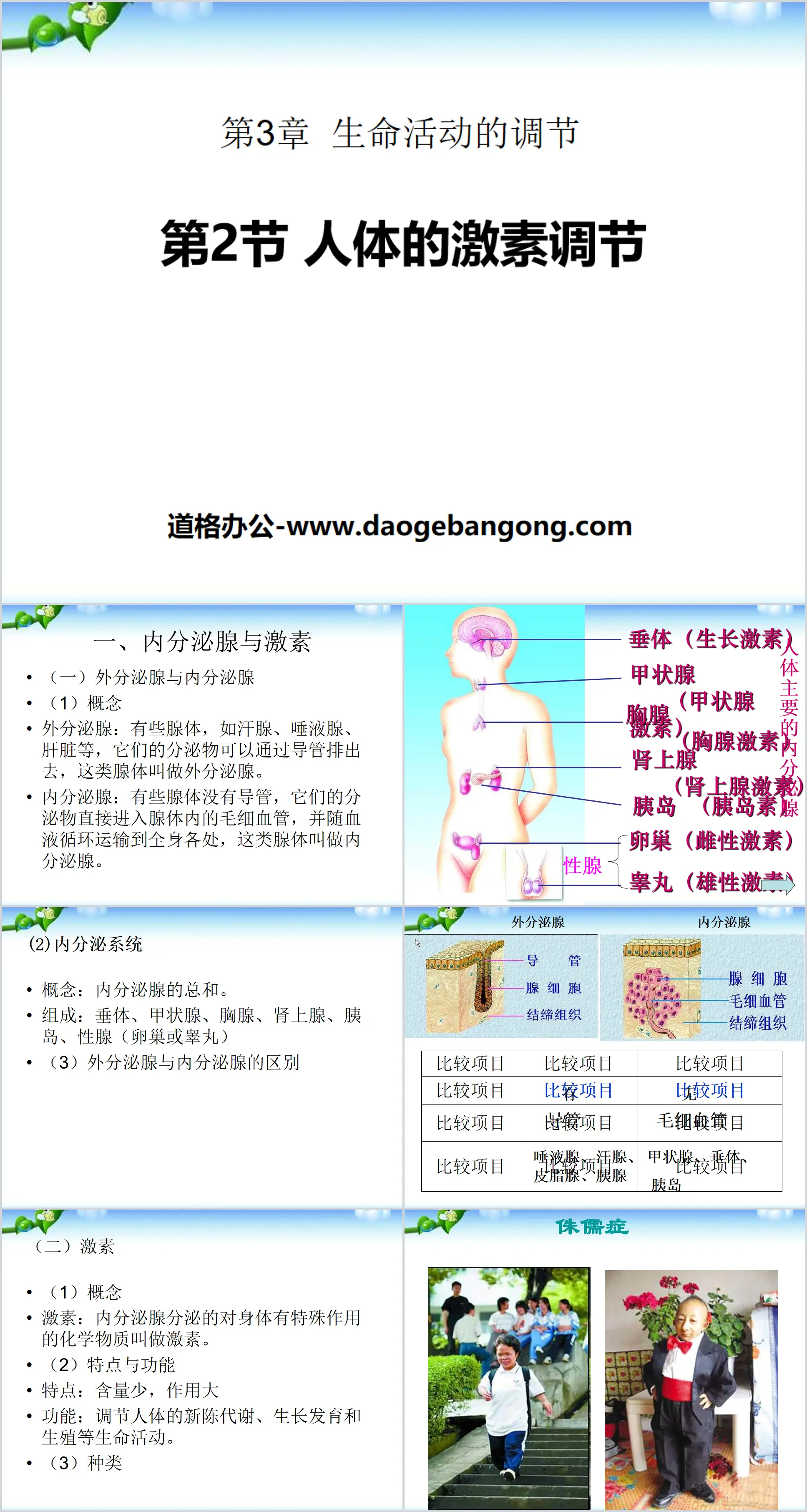 《人體的荷爾蒙調節》PPT下載