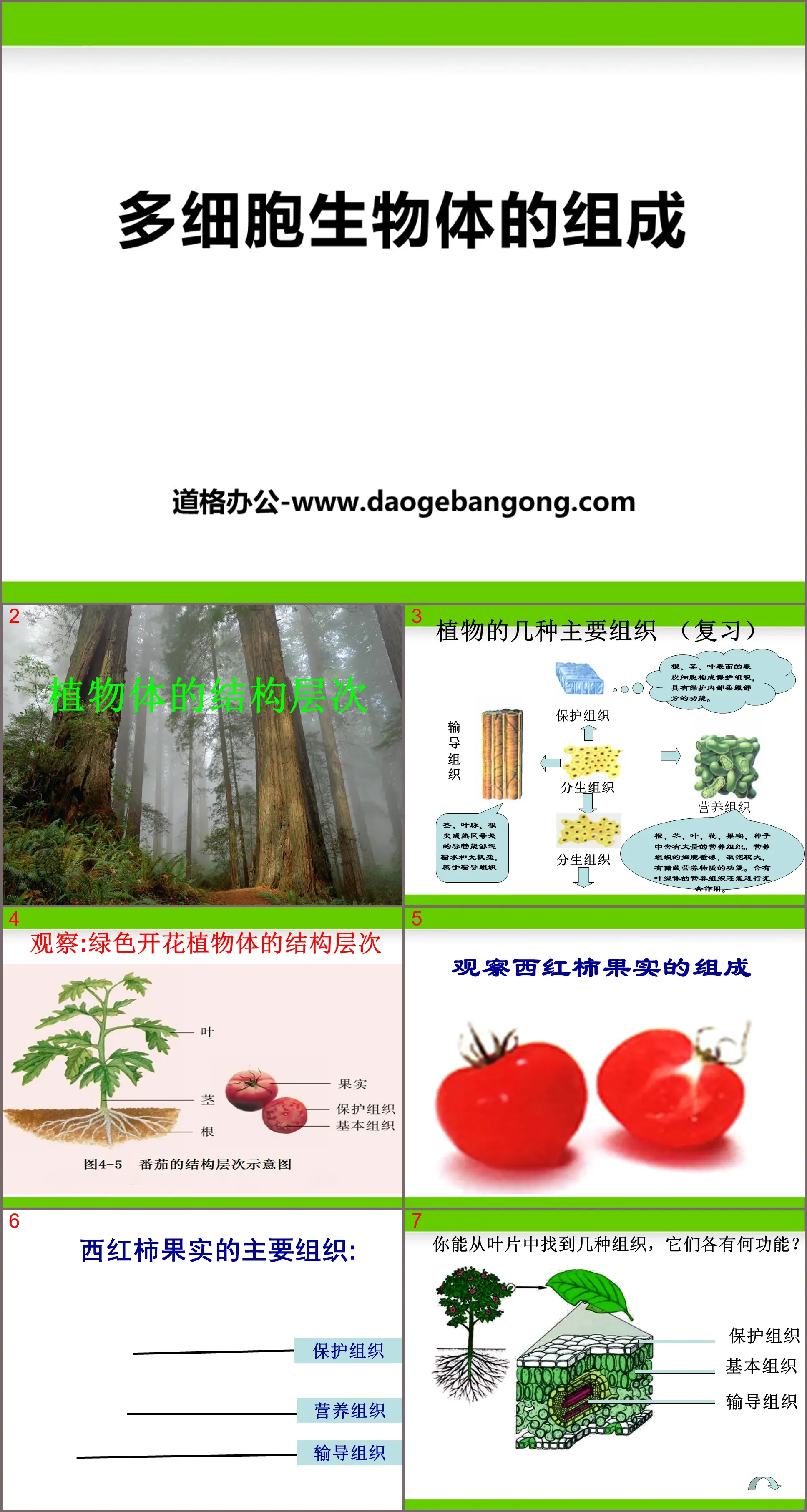 《多细胞生物体的组成》PPT