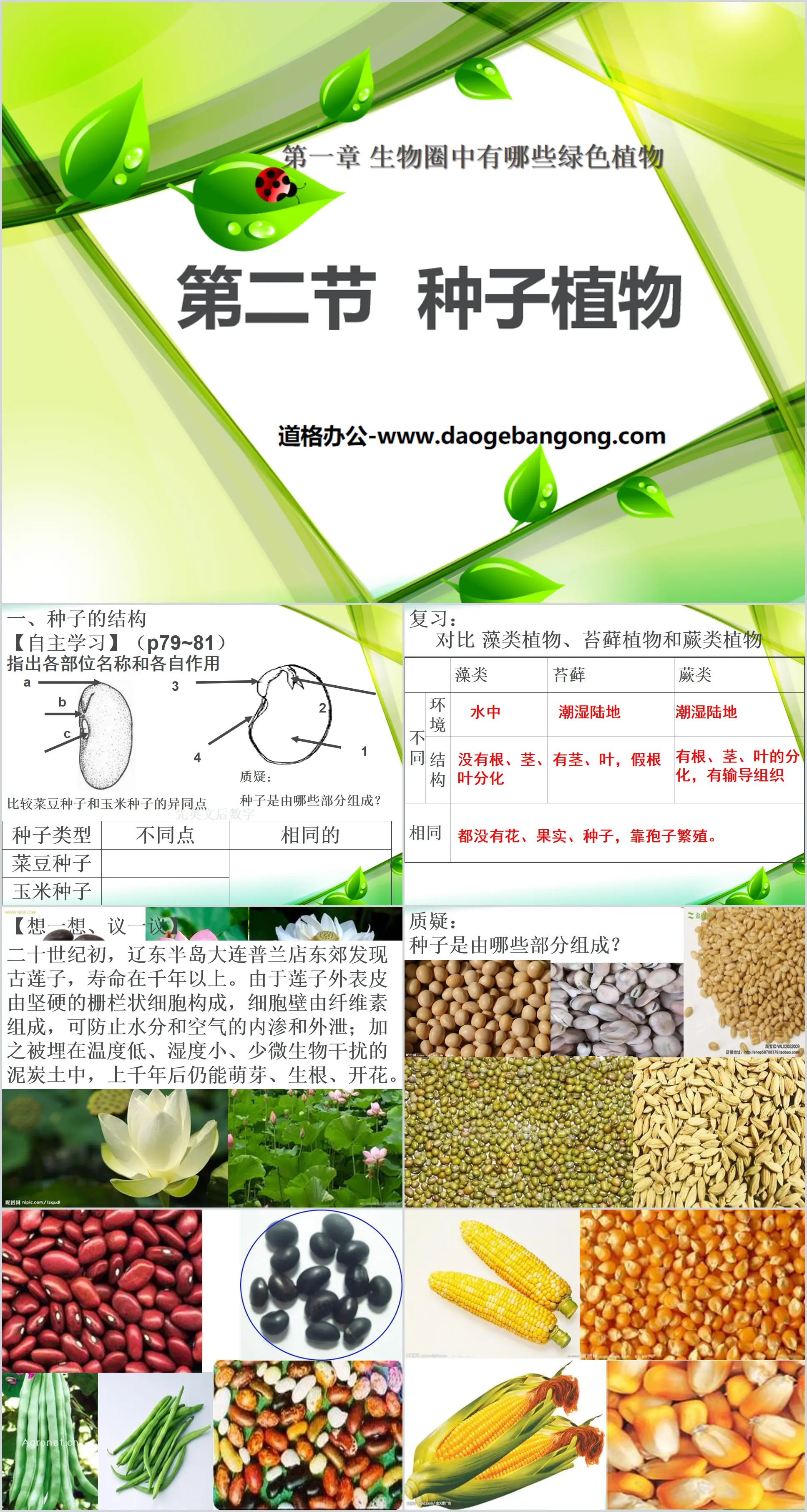 《种子植物》生物圈中有哪些绿色植物PPT课件2
