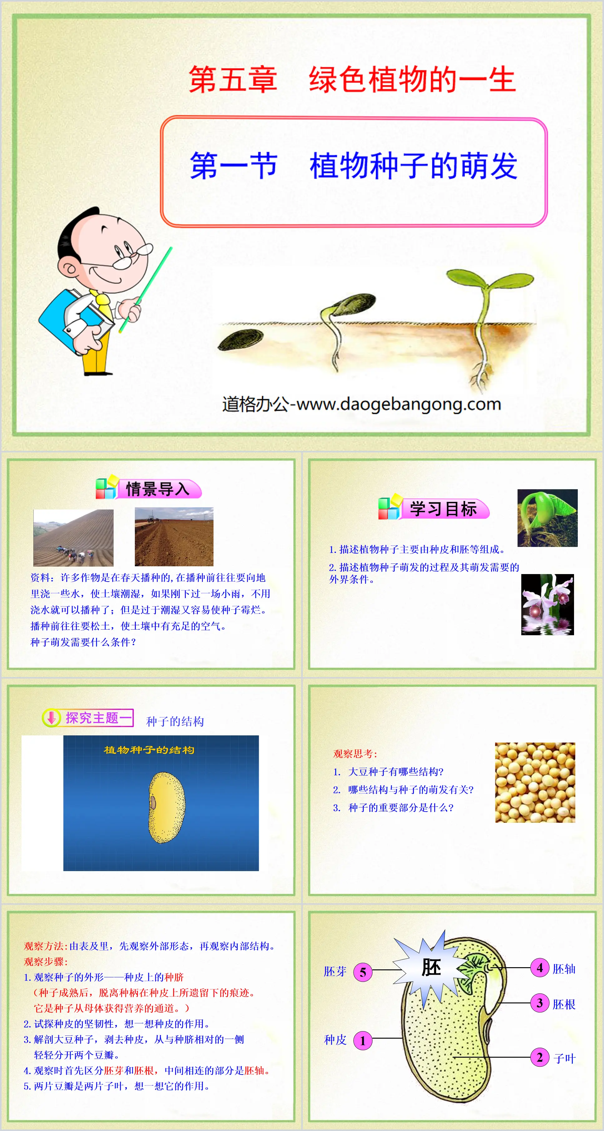 《植物种子的萌发》PPT
