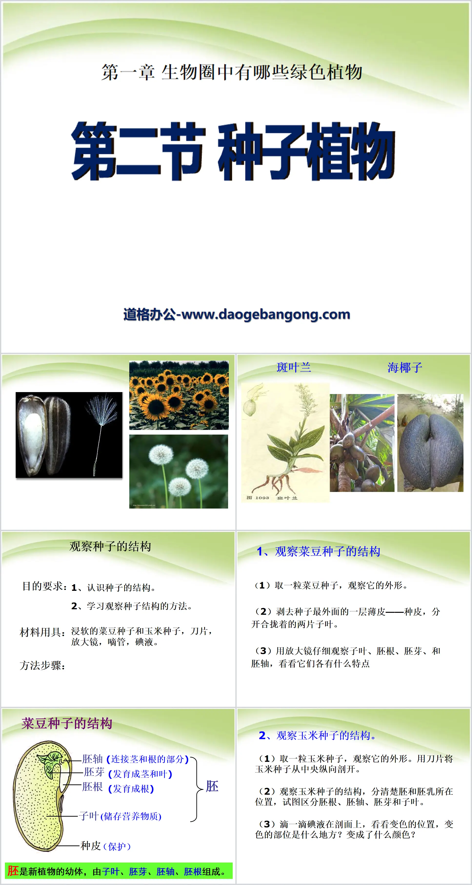 《种子植物》生物圈中有哪些绿色植物PPT课件5
