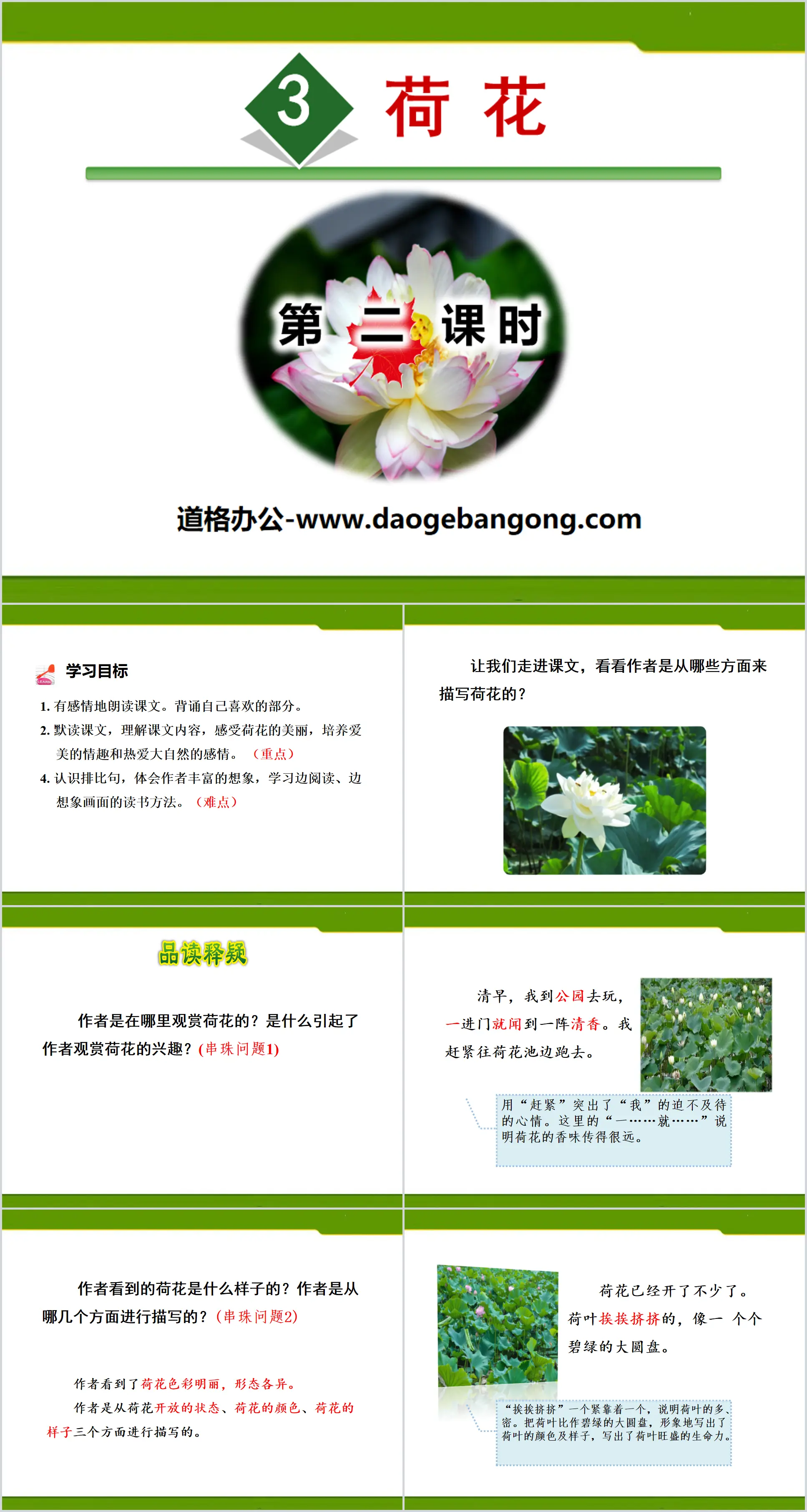 《荷花》PPT(第二课时)
