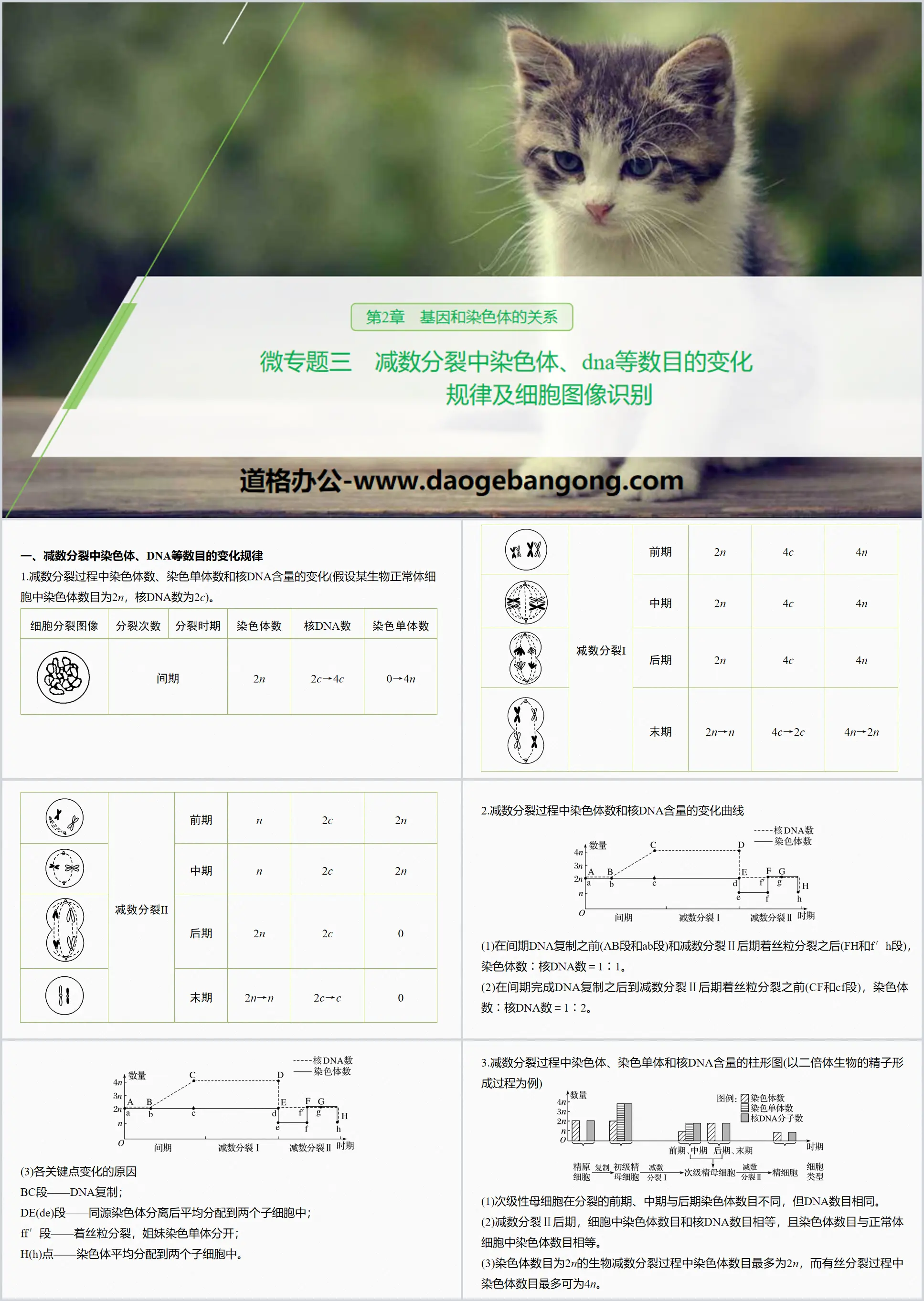 《微專題三　減數分裂中染色體、DNA等數目的變化規律及細胞圖像識別》基因和染色體的關係PPT