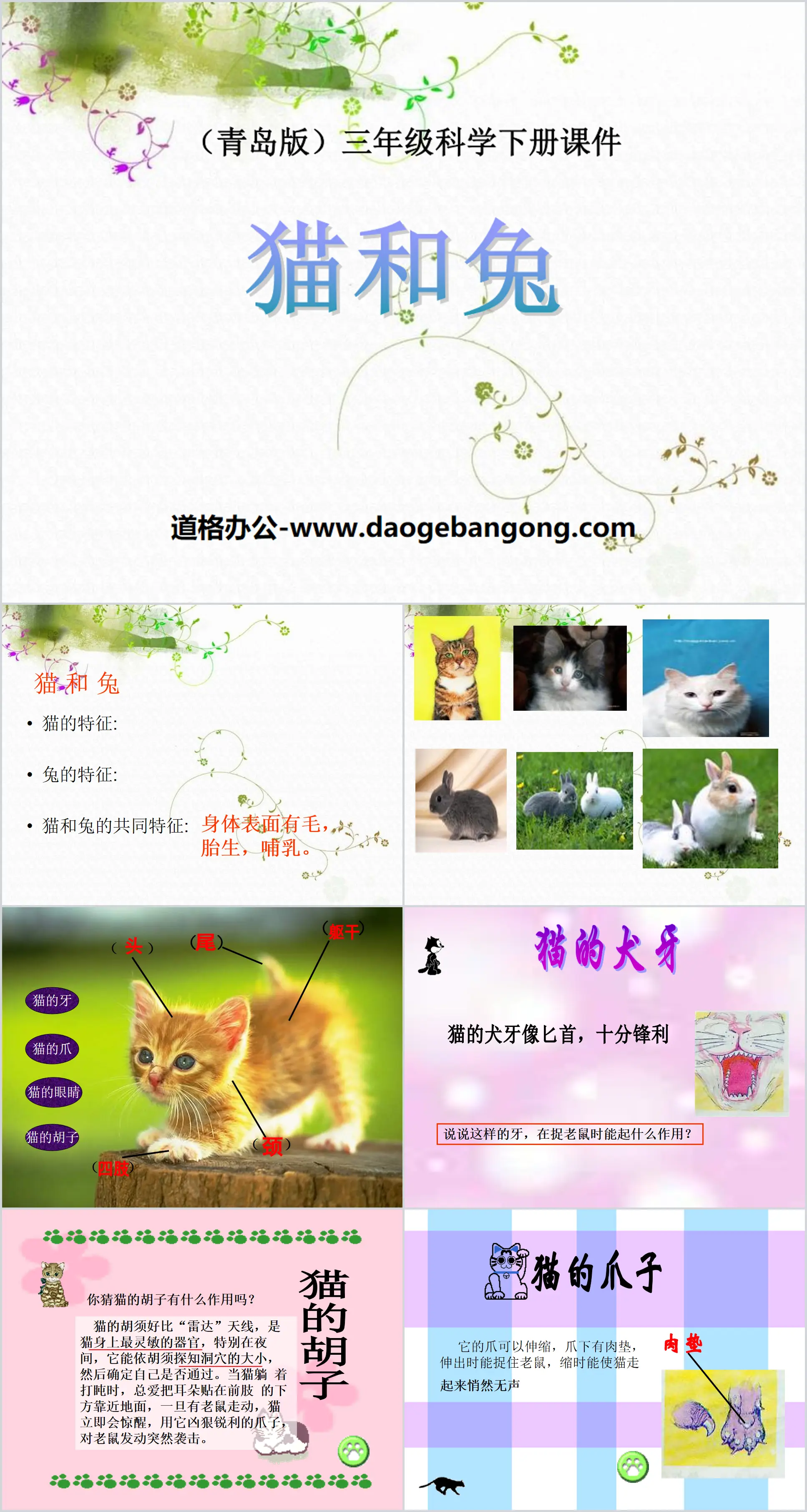 《 猫和兔 》PPT