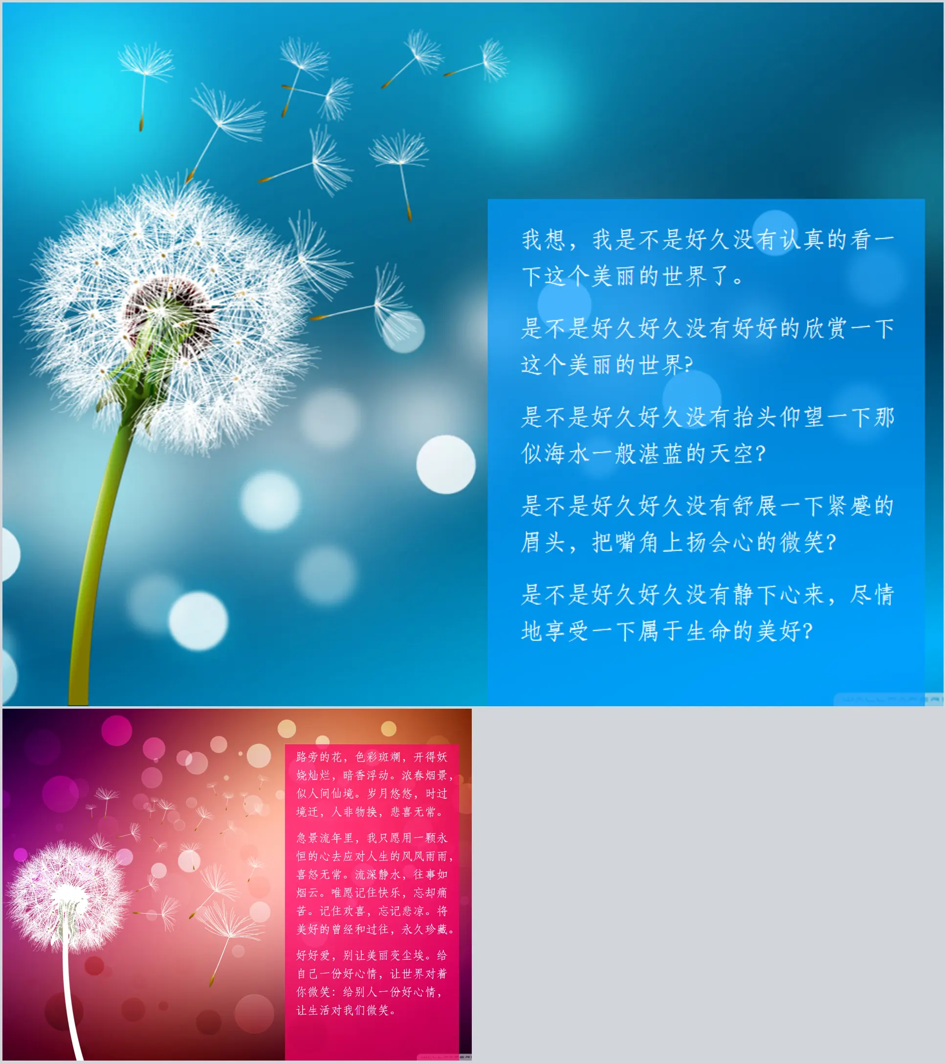 Beautiful dandelion PPT background picture download