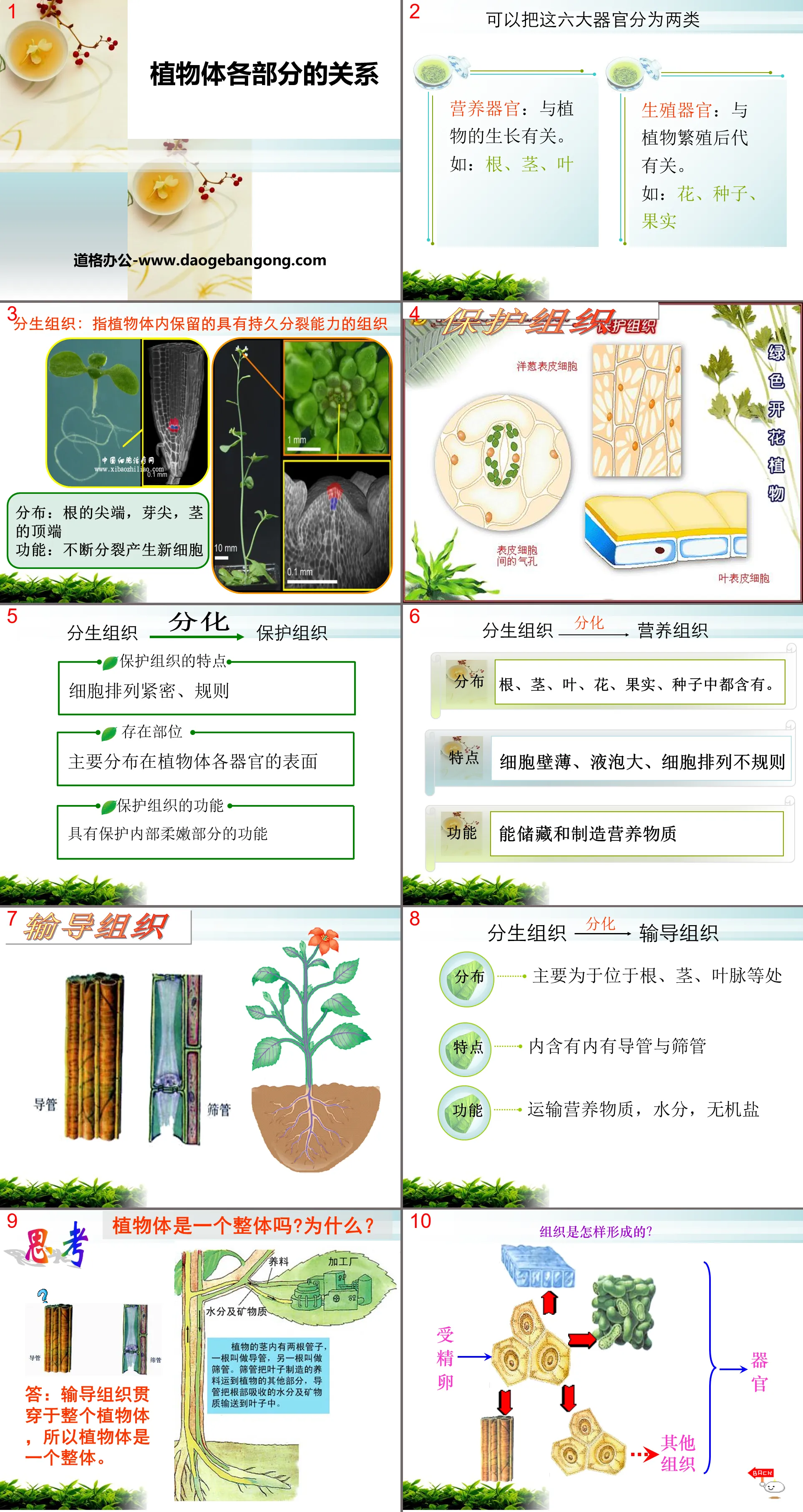 "The Relationship between Parts of Plants" Plant Life System PPT Courseware