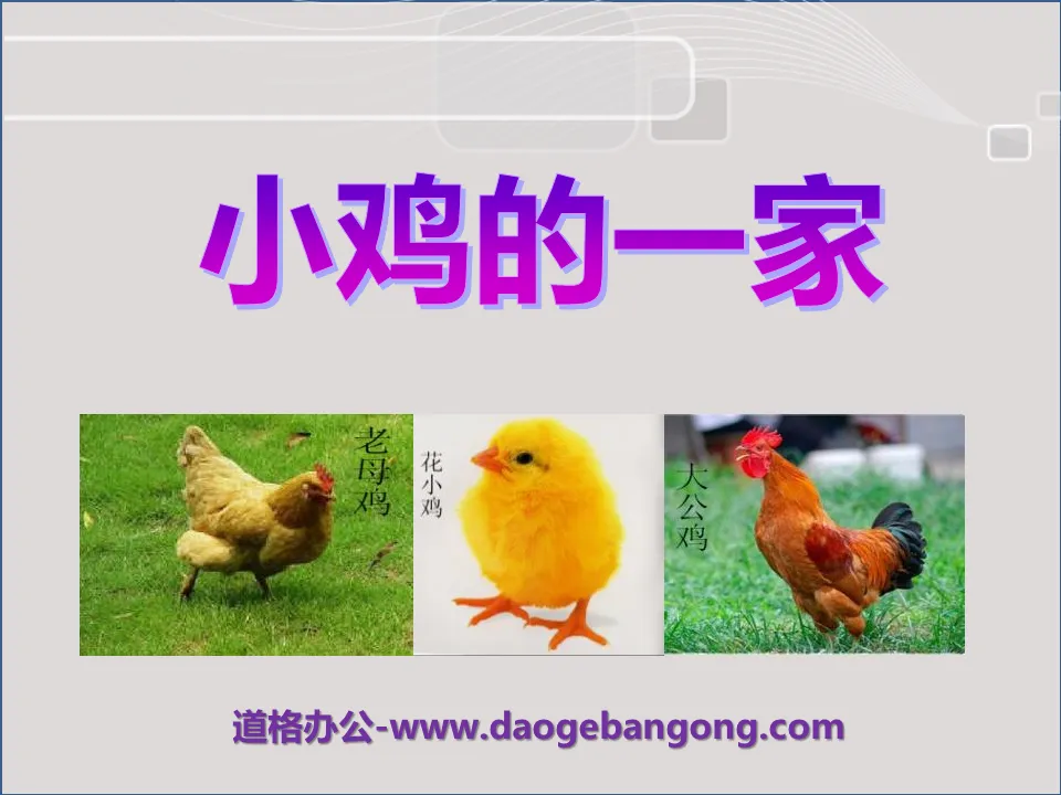 "Chicken's Family" PPT courseware