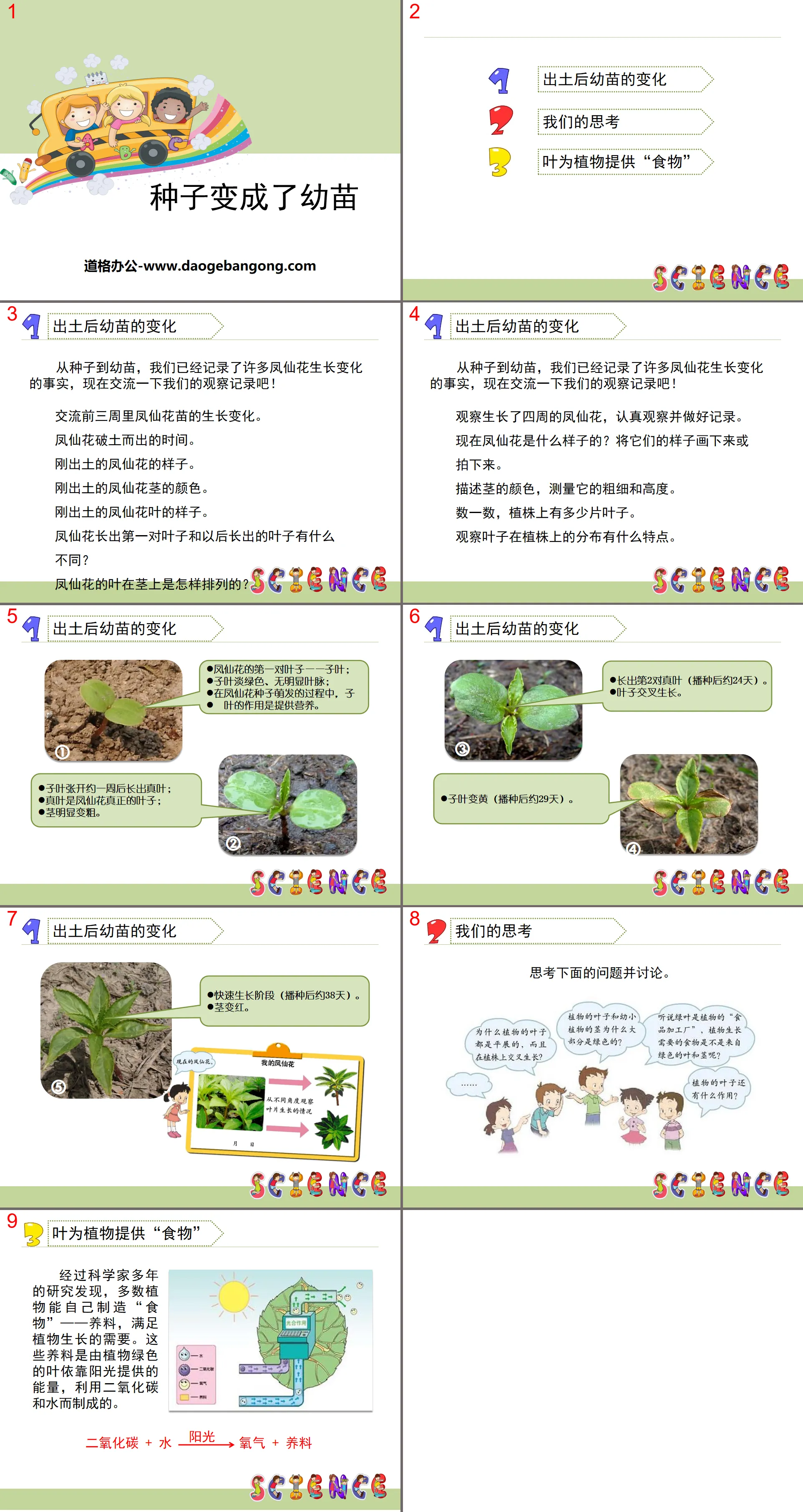 《种子变成了幼苗》植物的生长变化PPT
