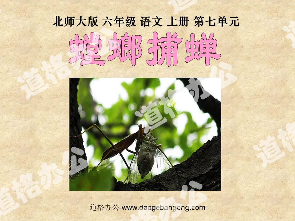 "Praying Mantis Catching Cicada" PPT Courseware 2