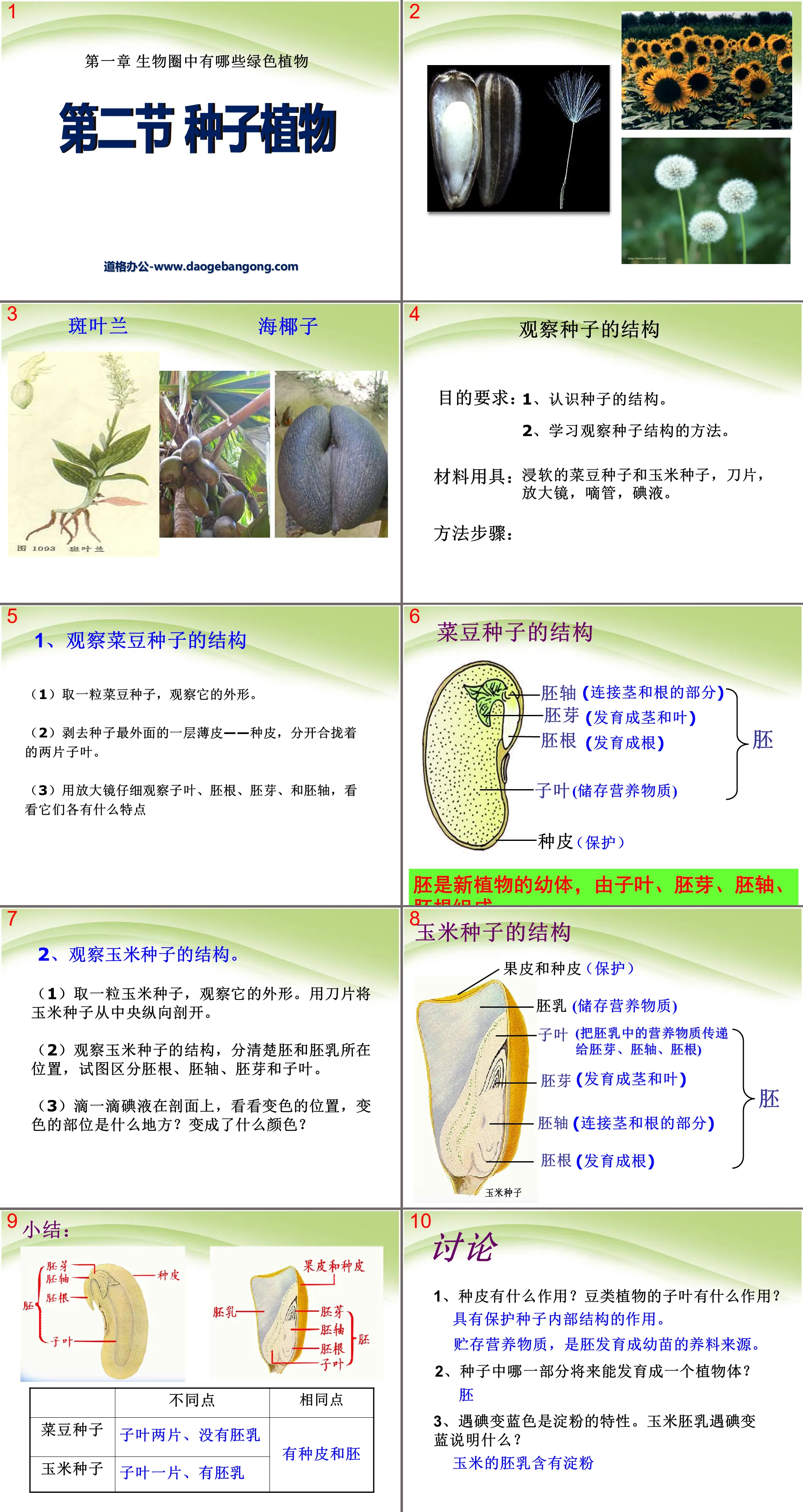 《种子植物》生物圈中有哪些绿色植物PPT课件5
