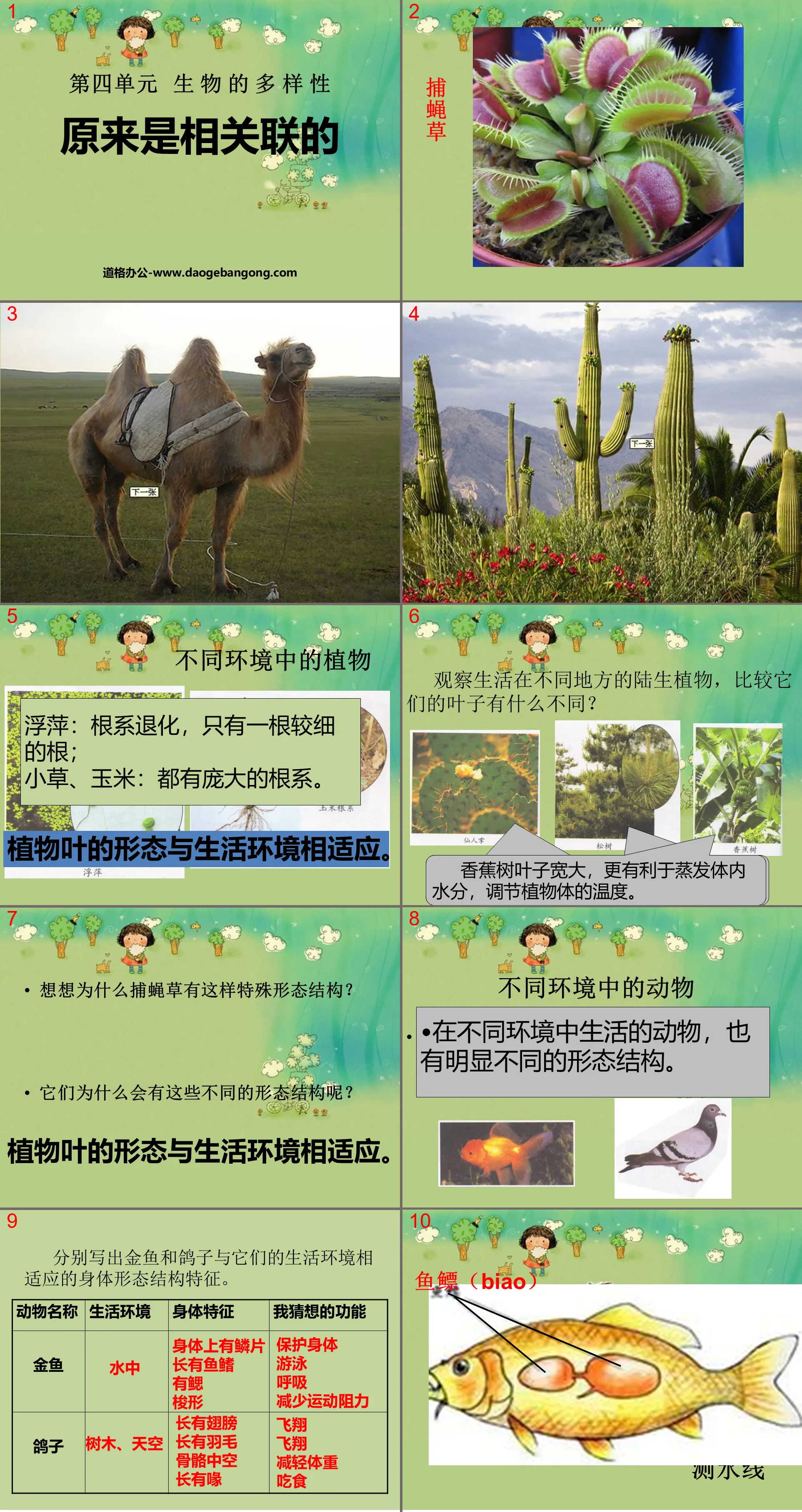 《原來是相關聯的》生物的多樣性PPT課件3