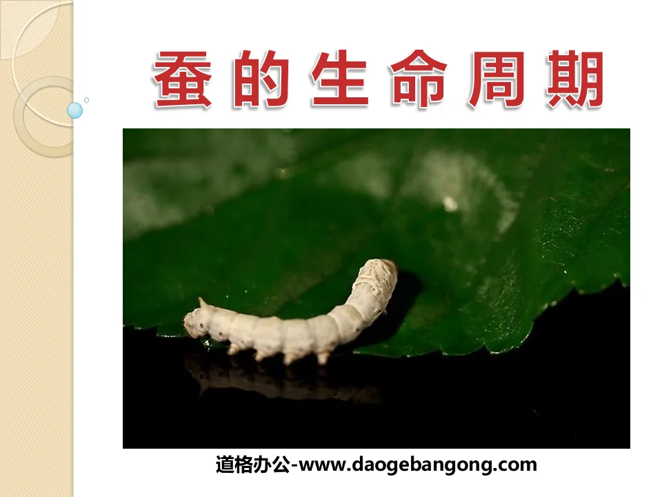"The Life Cycle of Silkworms" Animal Life Cycle PPT Courseware 3