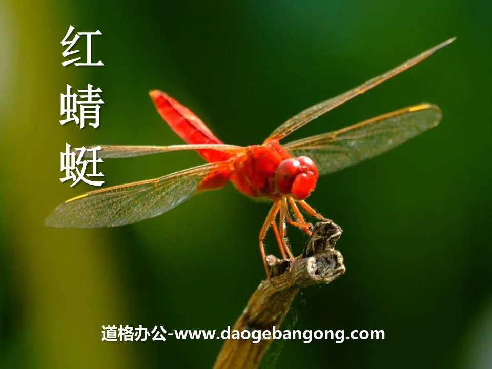 "Red Dragonfly" PPT courseware