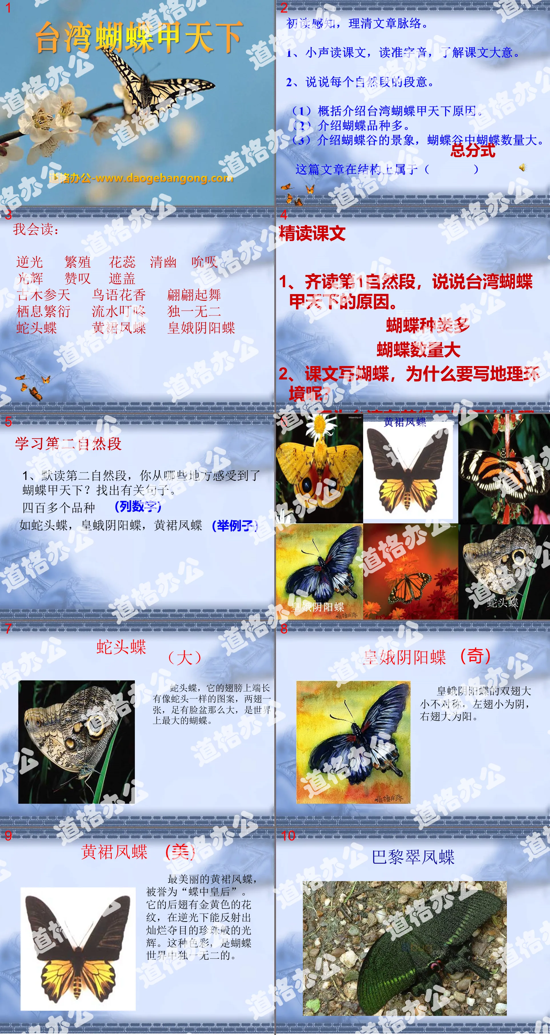 《台湾蝴蝶甲天下》PPT课件2
