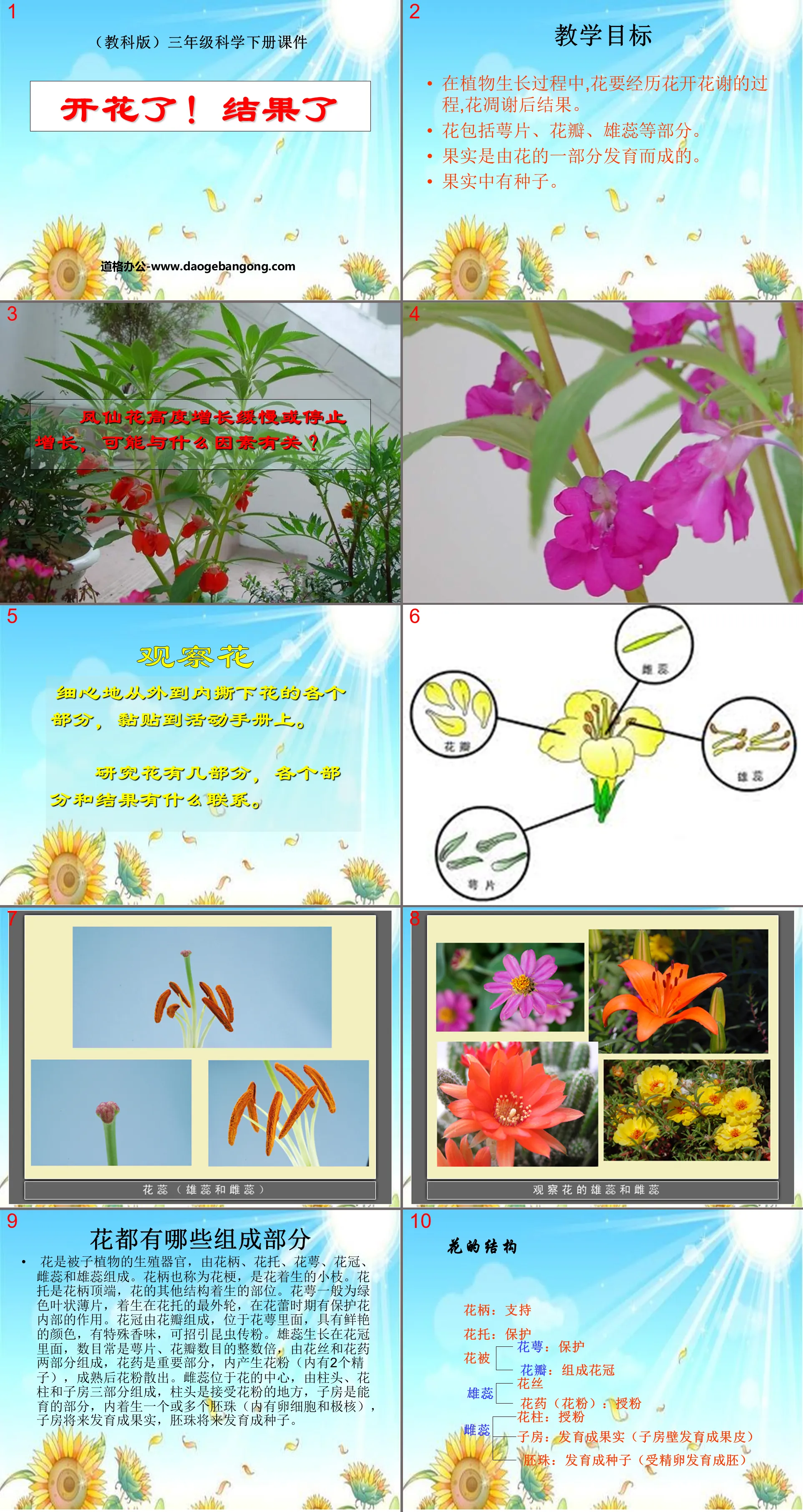 《开花了，结果了》植物的生长变化PPT课件2
