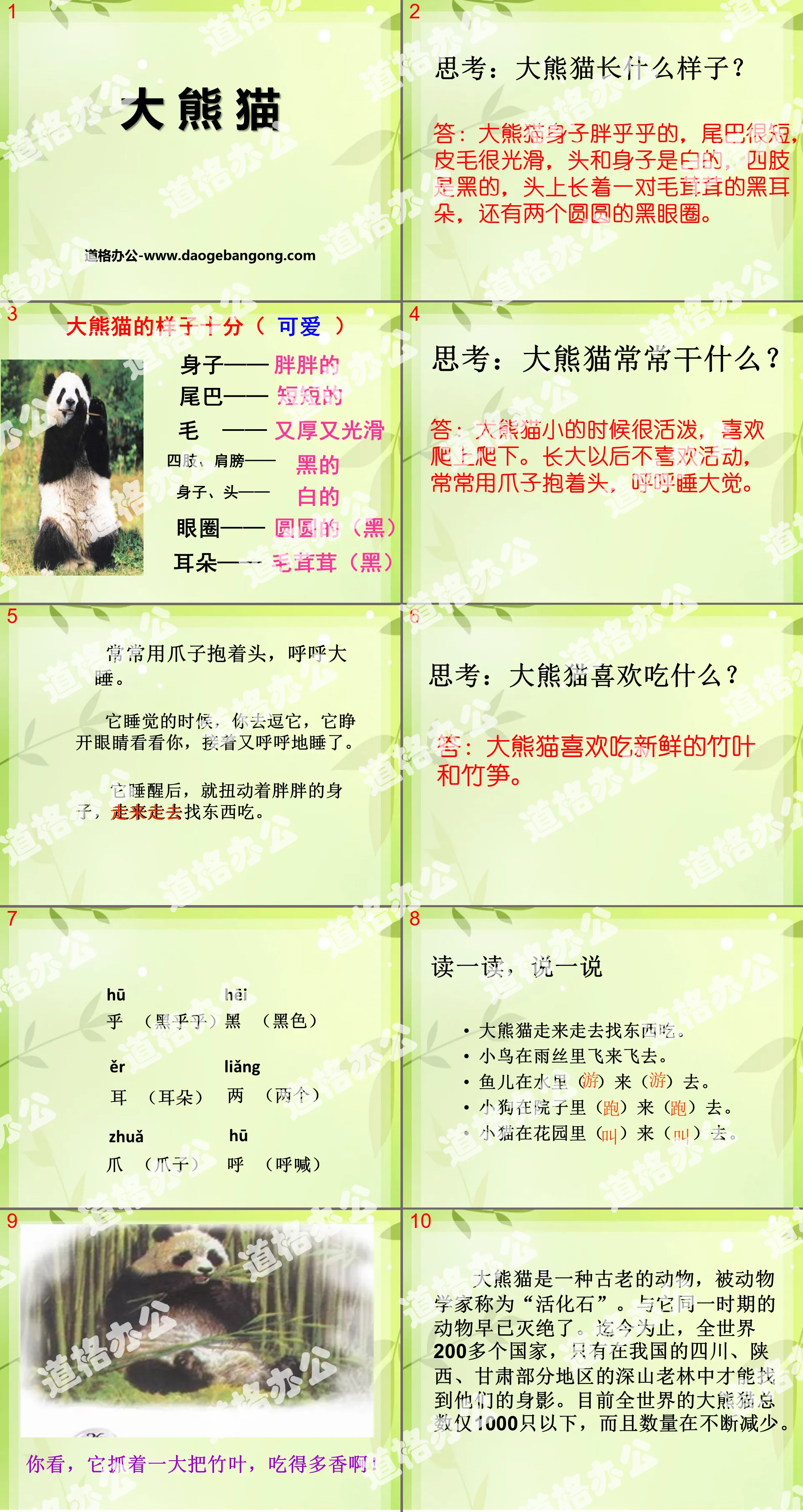 "Giant Panda" PPT