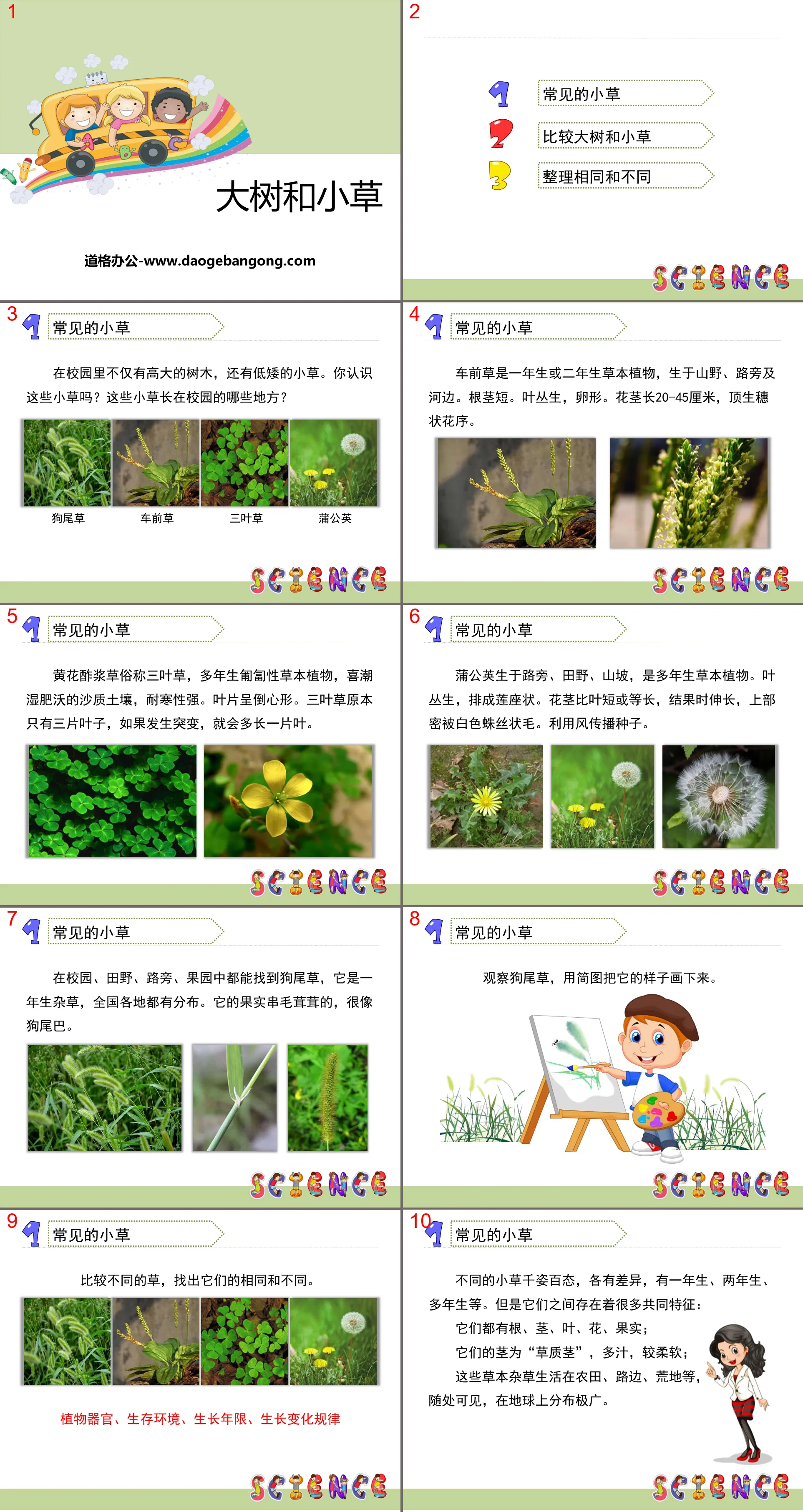 《大樹與小草》植物PPT