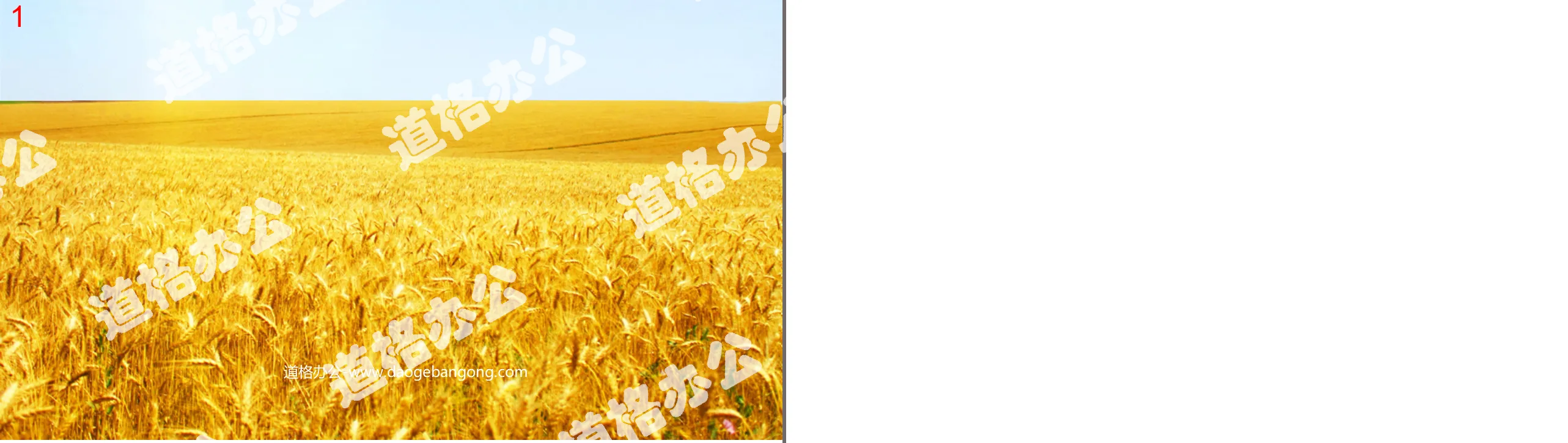 Wheat waves blown by the wind PPT animation download