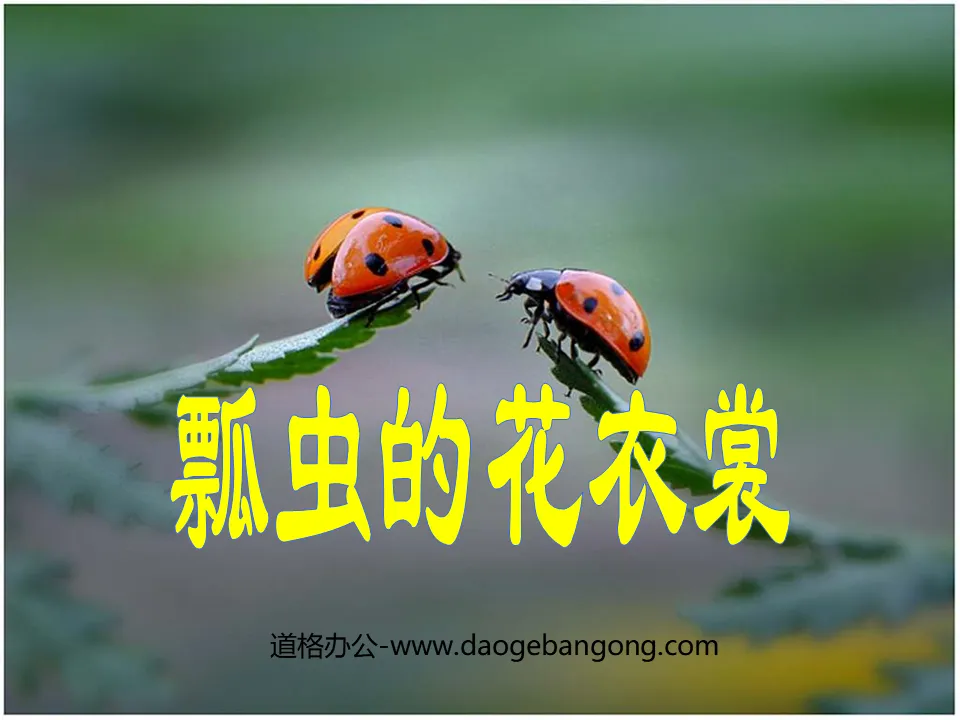 "Ladybug's Flower Clothes" PPT courseware