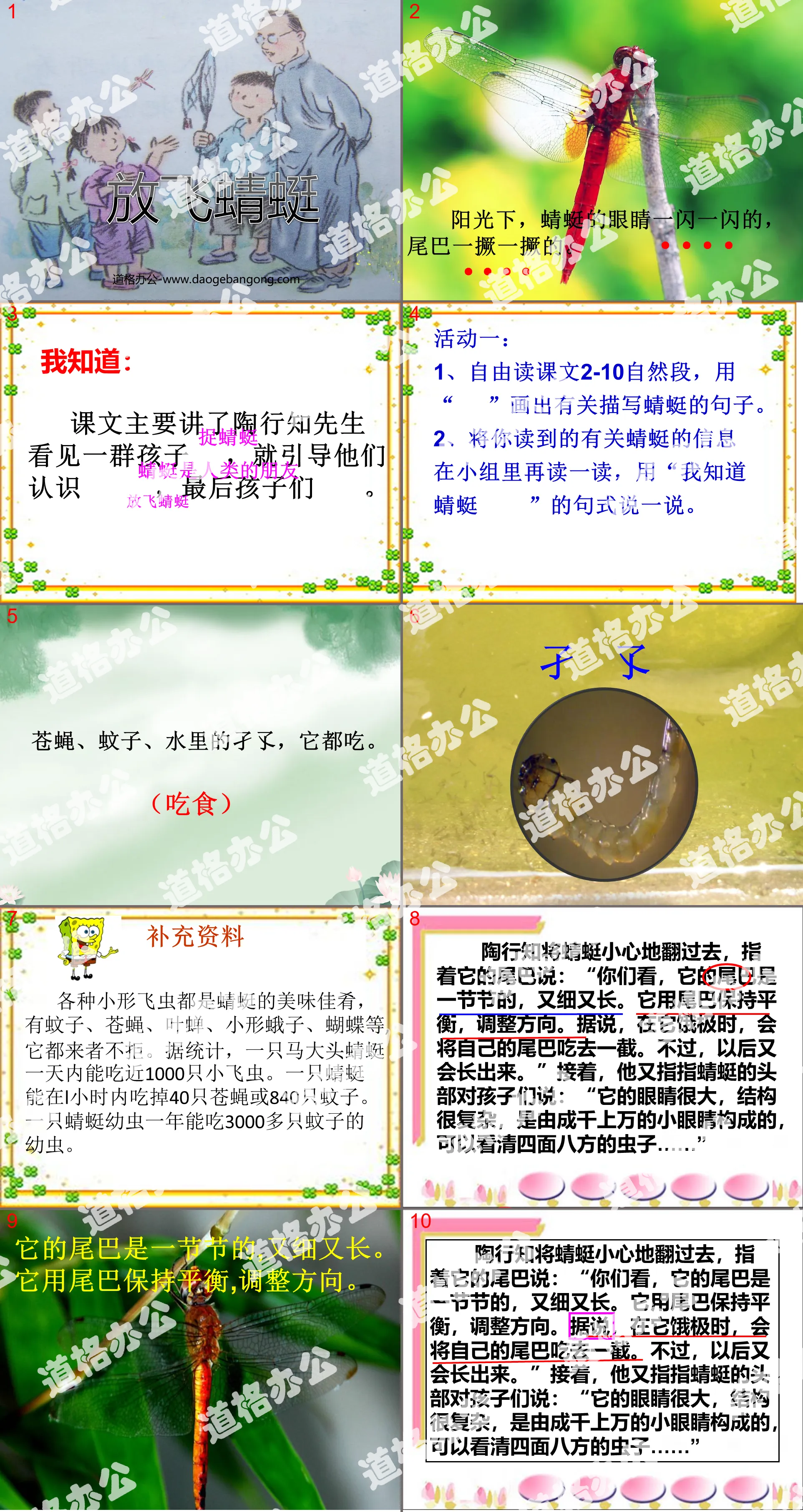 《放飞蜻蜓》PPT课件3
