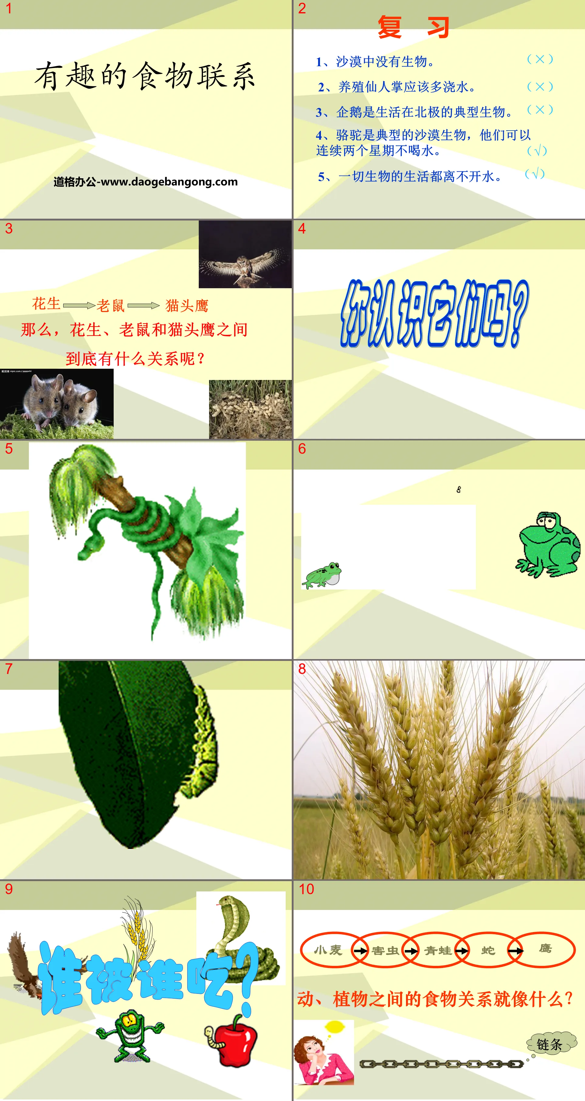 《有趣的食物联系》生物与环境PPT课件