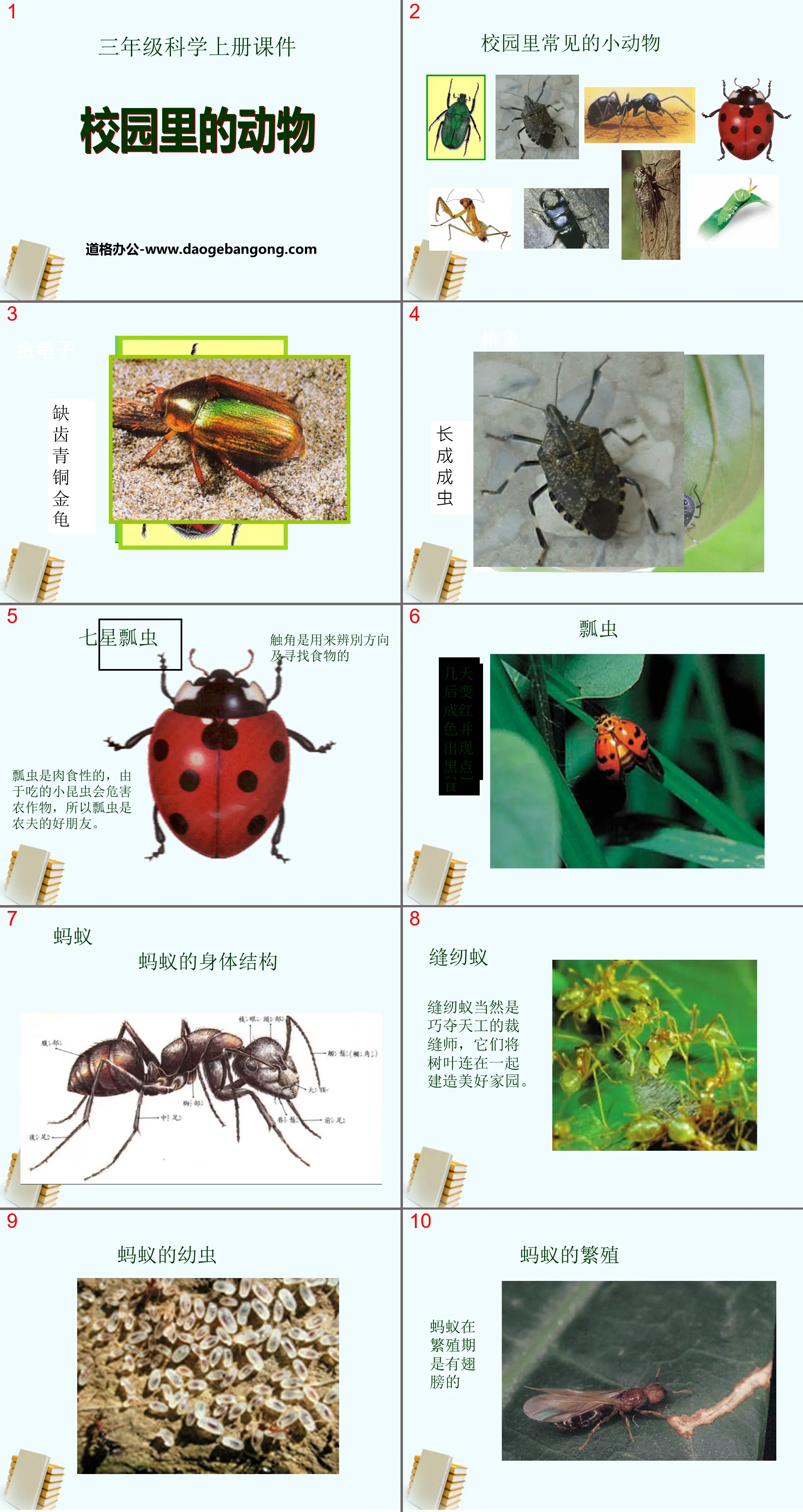 《校园里的动物》和动物交朋友PPT课件2
