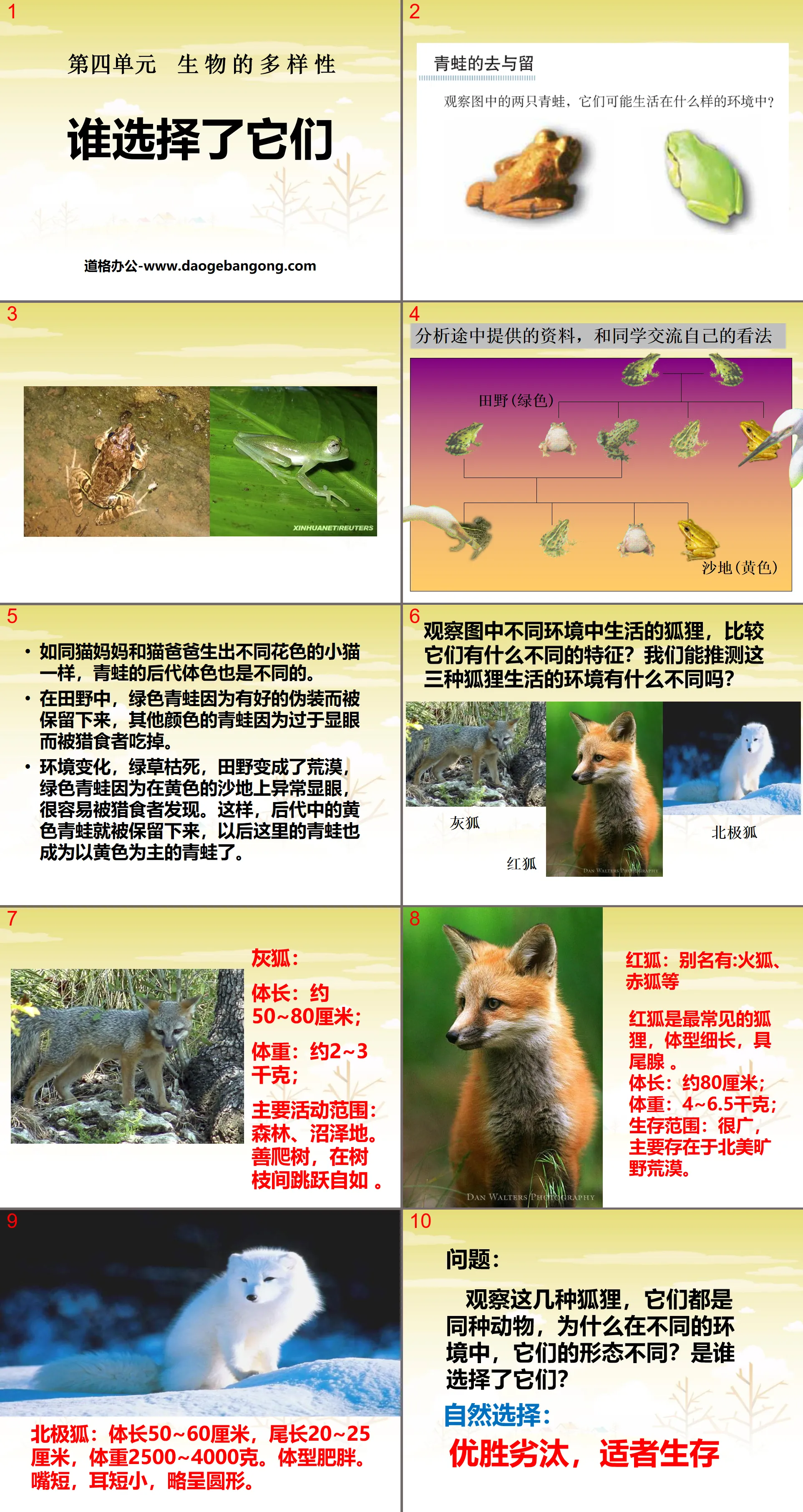 "Who Choose Them" Biological Diversity PPT Courseware 2