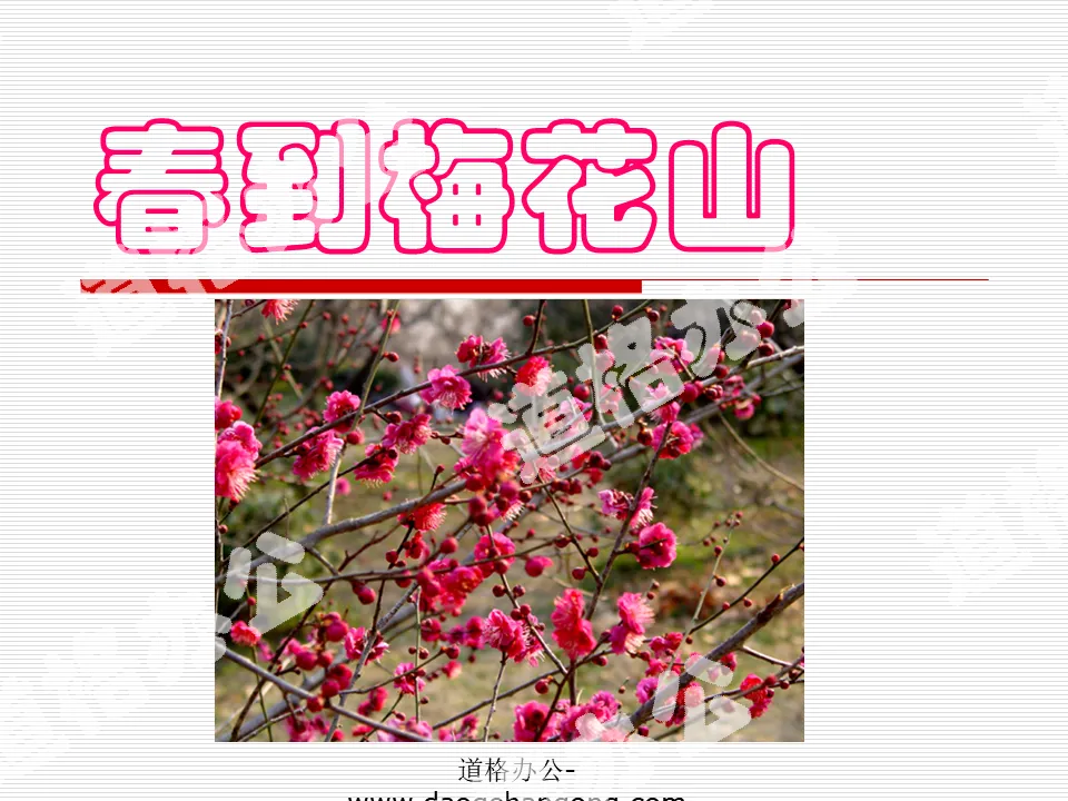 "Spring Arrives at Plum Blossom Mountain" PPT Courseware 2