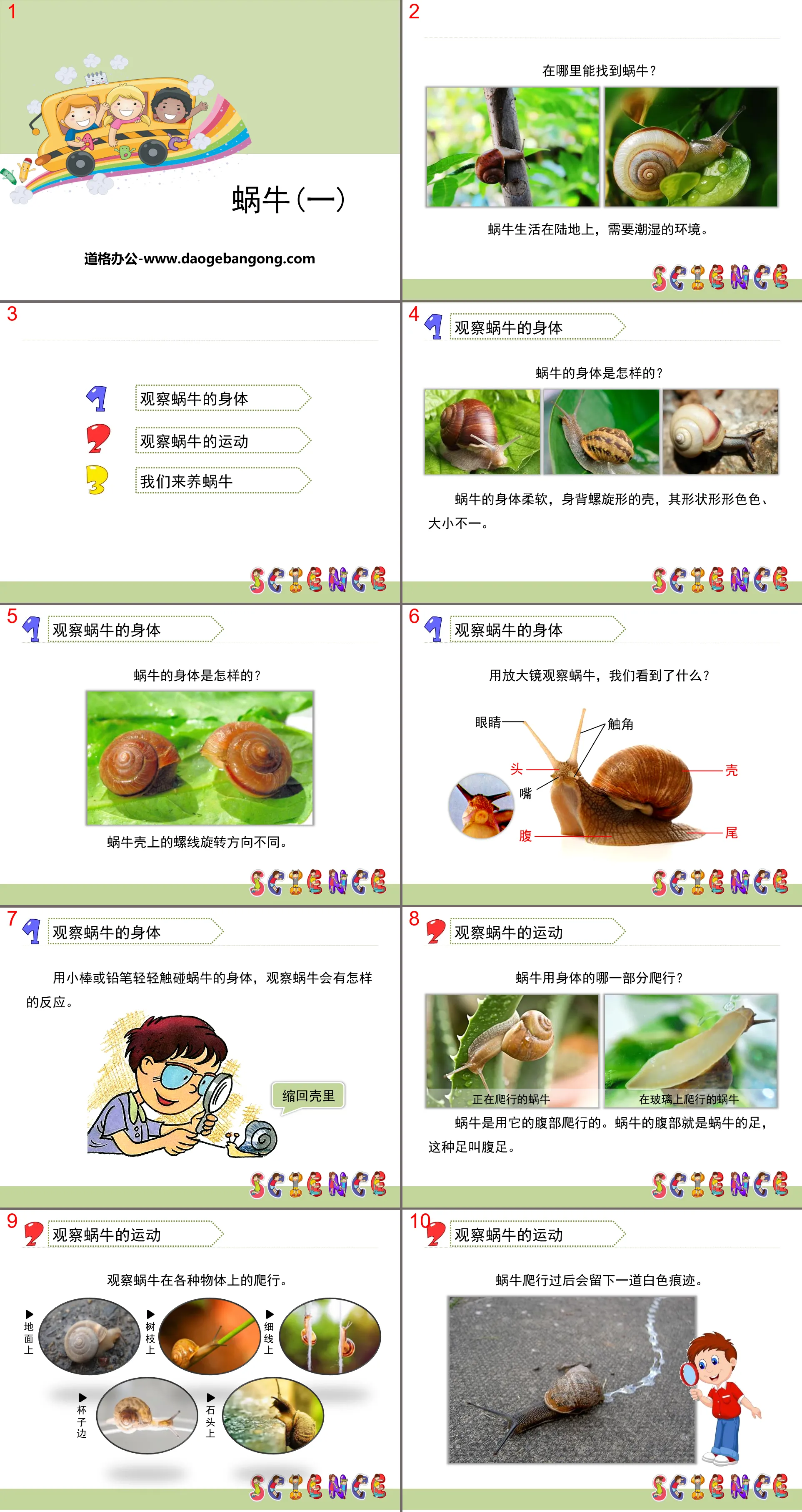 《蜗牛(一)》动物PPT
