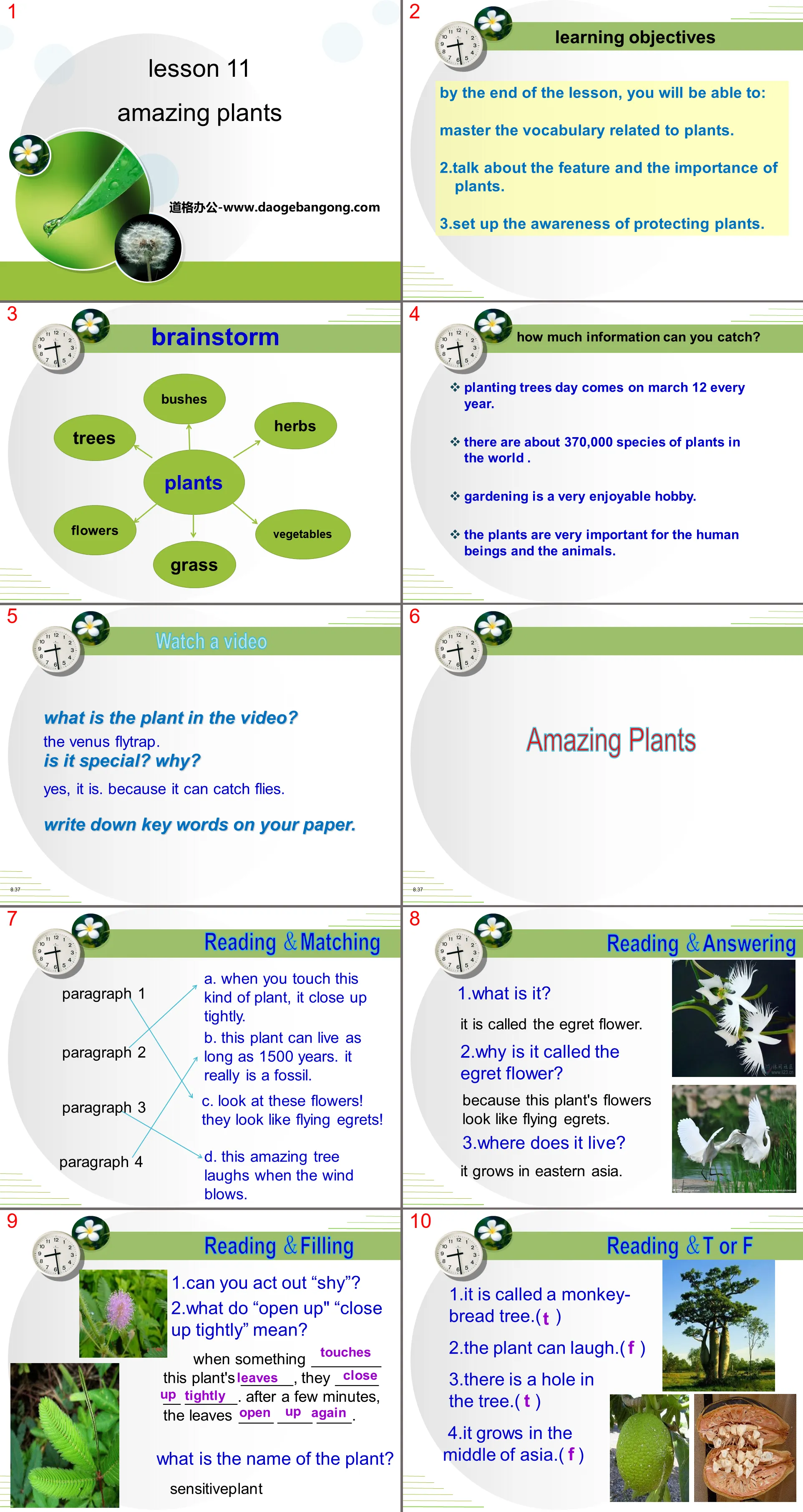 "Amazing Plants" Plant a Plant PPT download