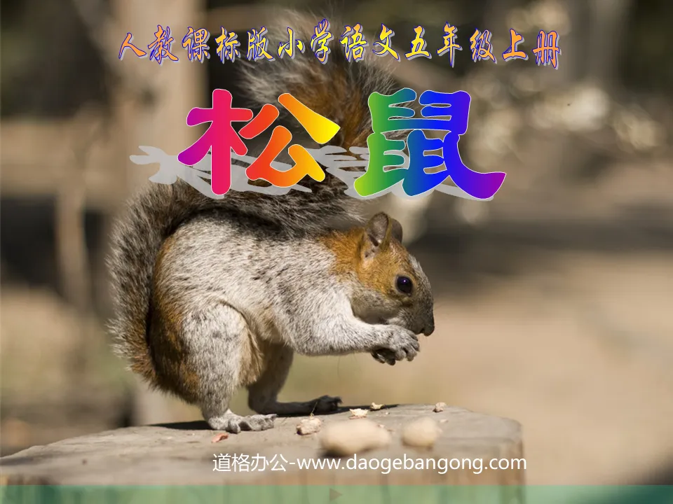 "Squirrel" PPT courseware download 2