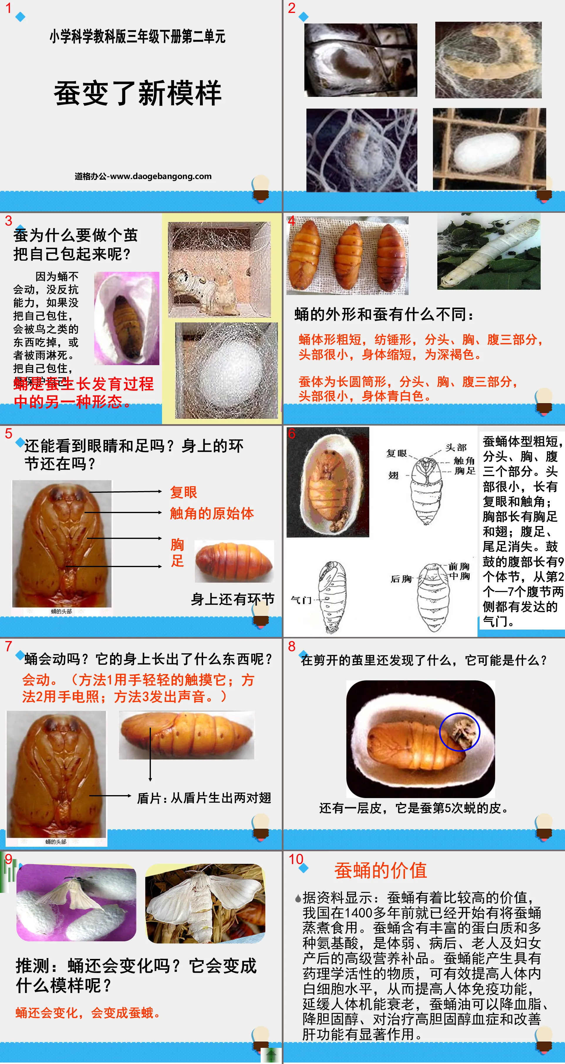 《蚕变了新模样》动物的生命周期PPT课件3
