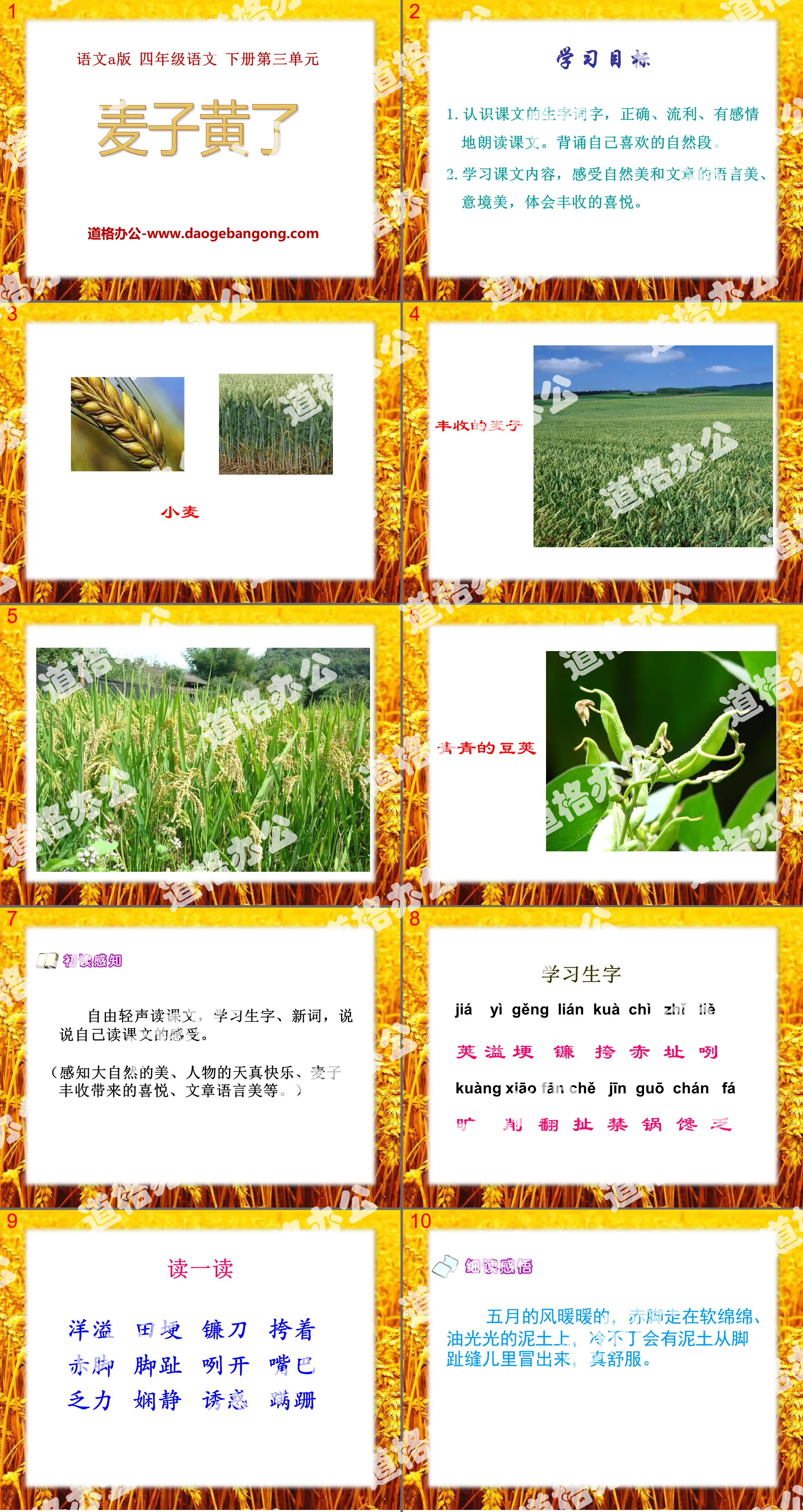 "The Wheat Has Turned Yellow" PPT courseware