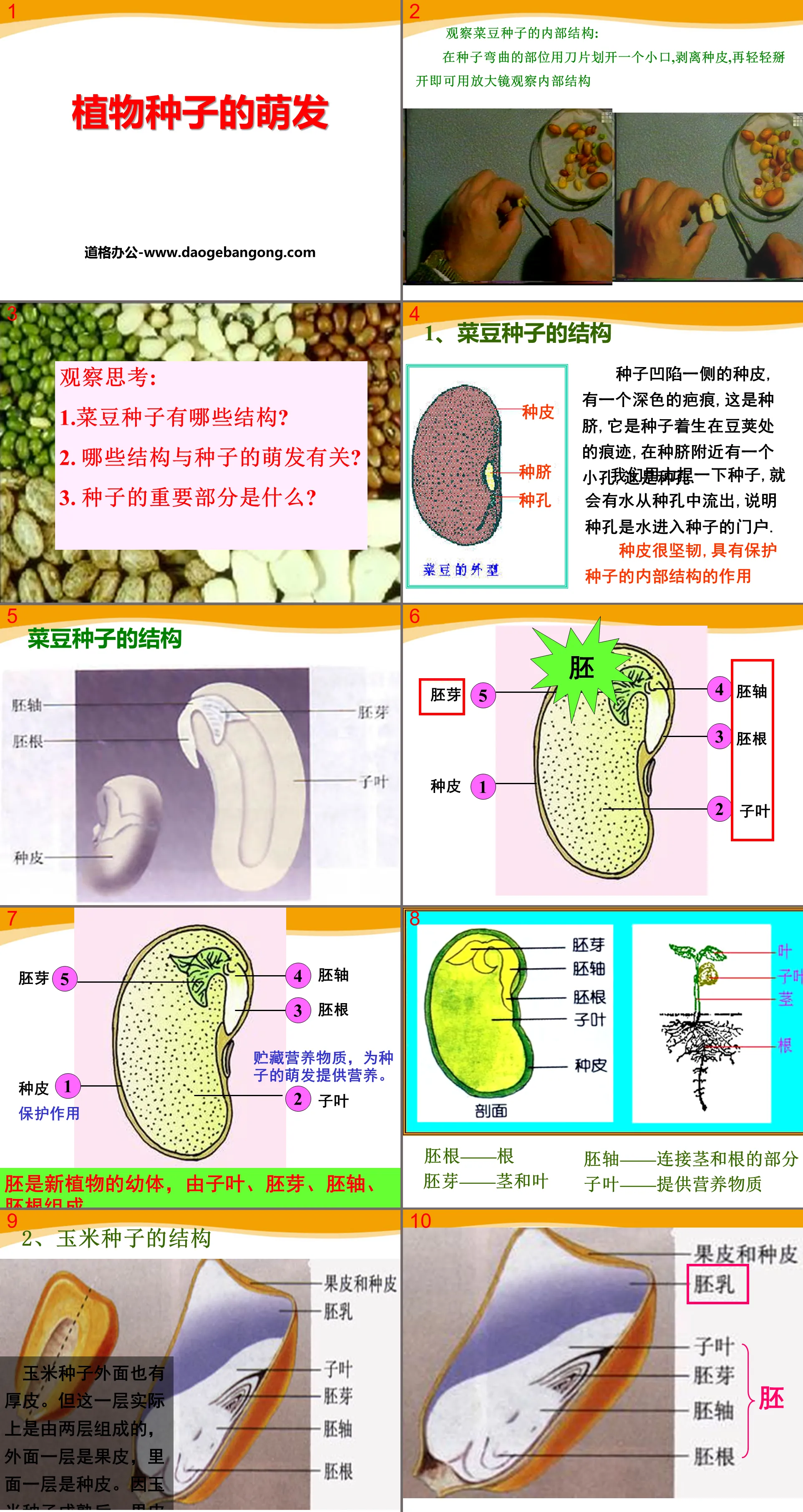 "Germination of Plant Seeds" PPT courseware