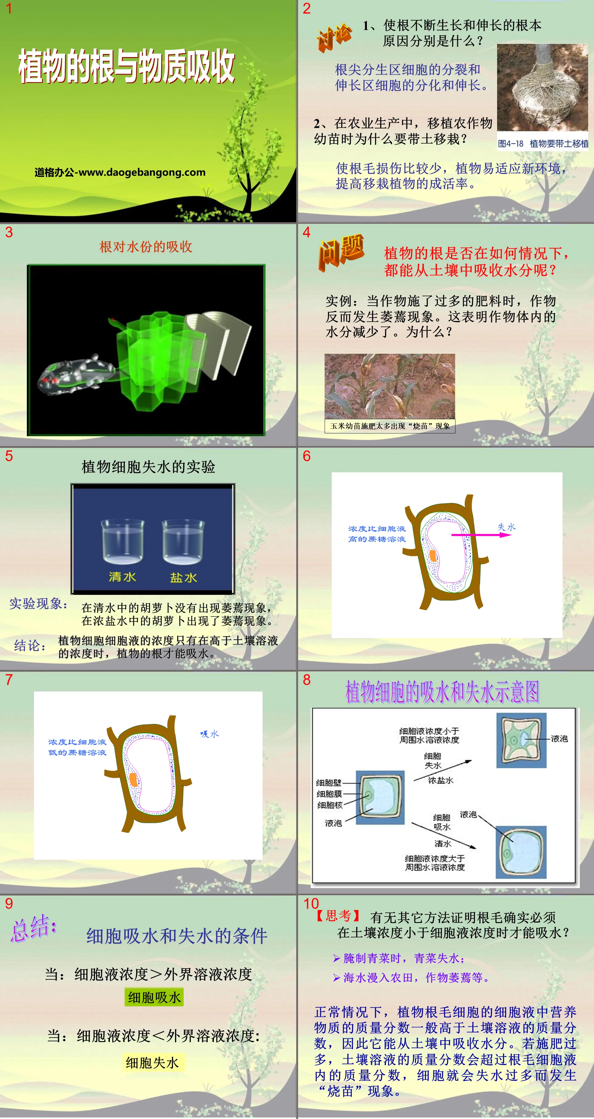 "Plant Roots and Material Absorption" PPT courseware