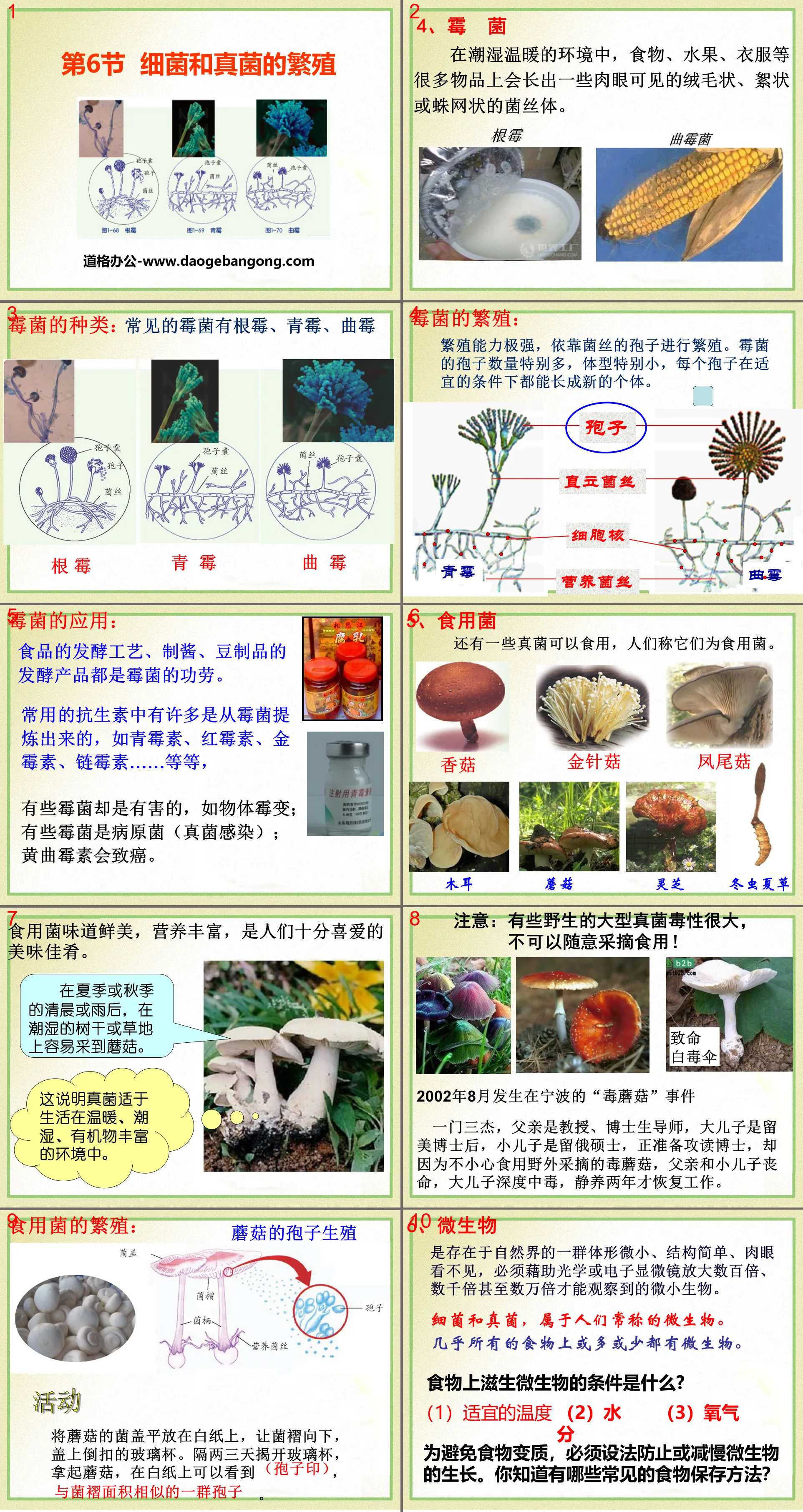 《細菌和真菌的繁殖》PPT課件