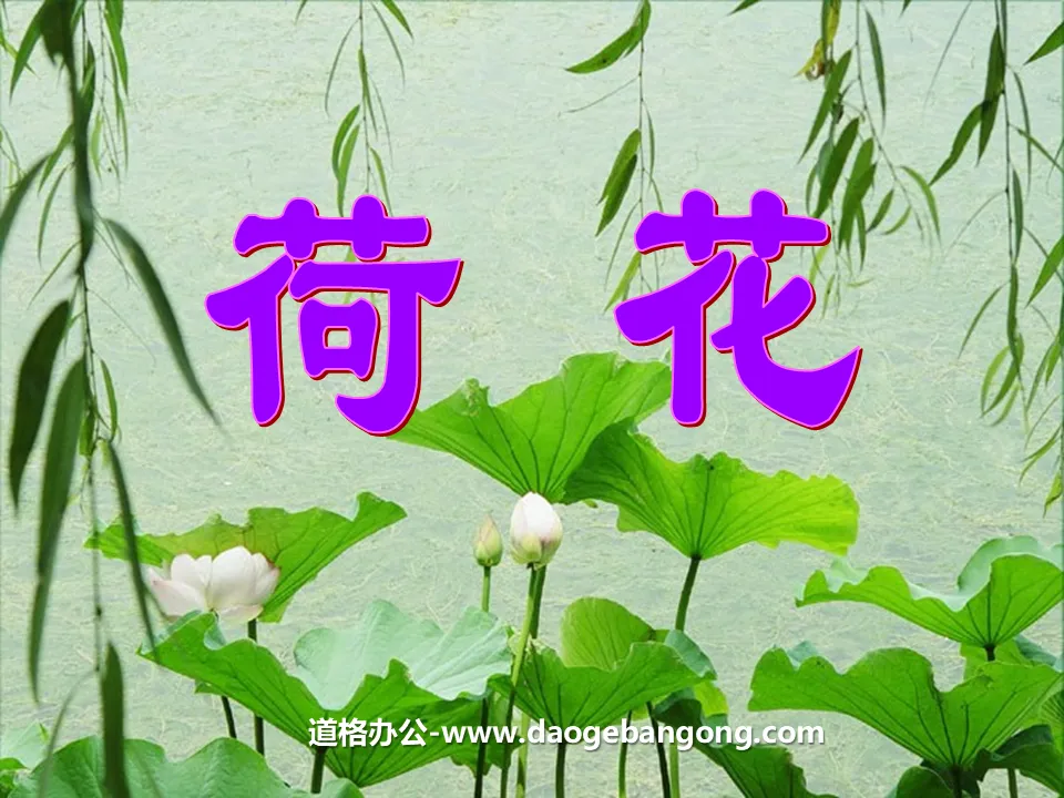 《荷花》PPT课件4